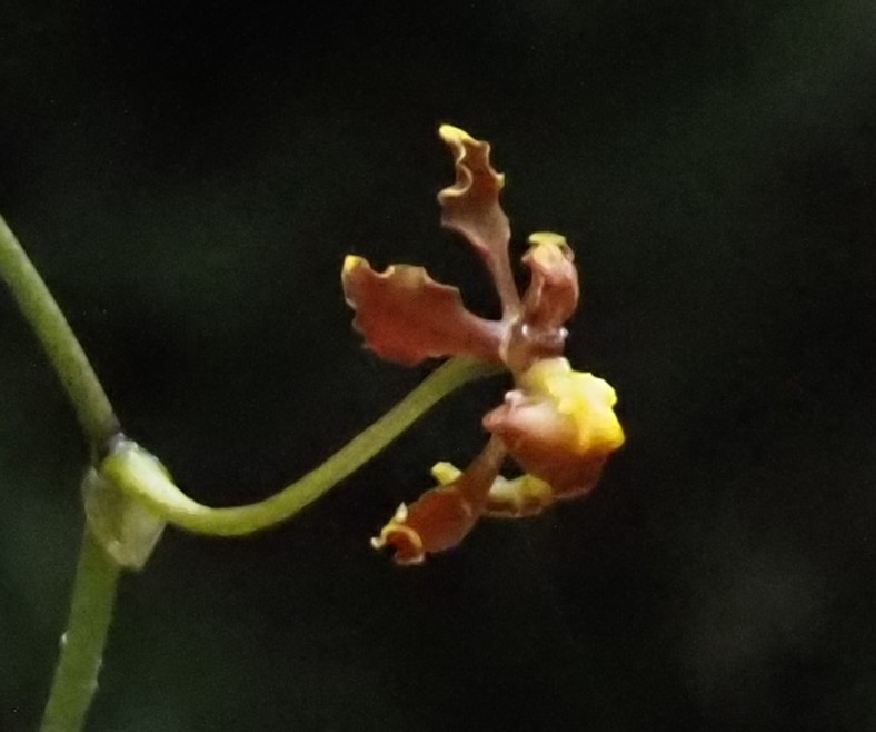 Cyrtochilum Orchid