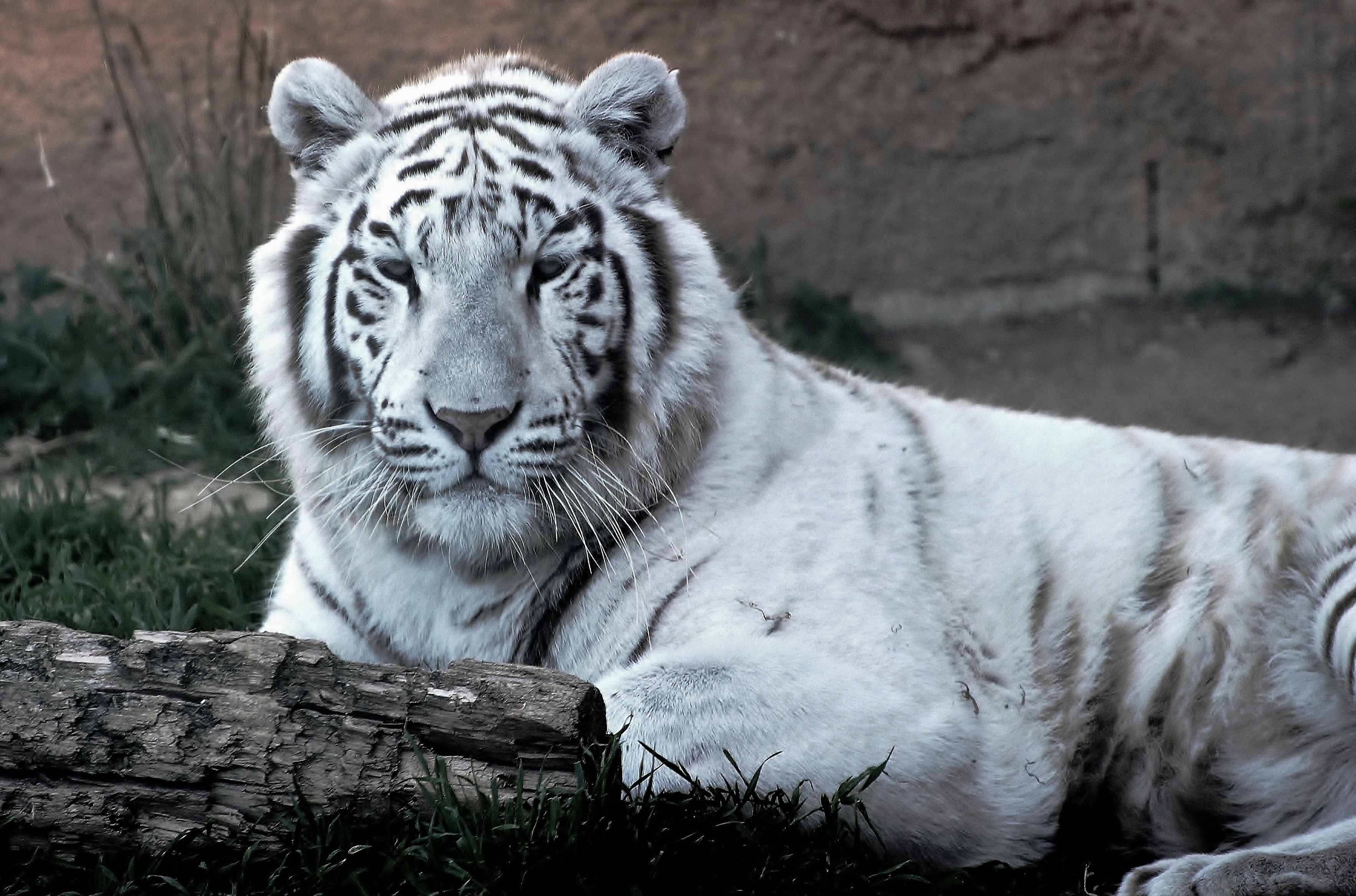 white tiger