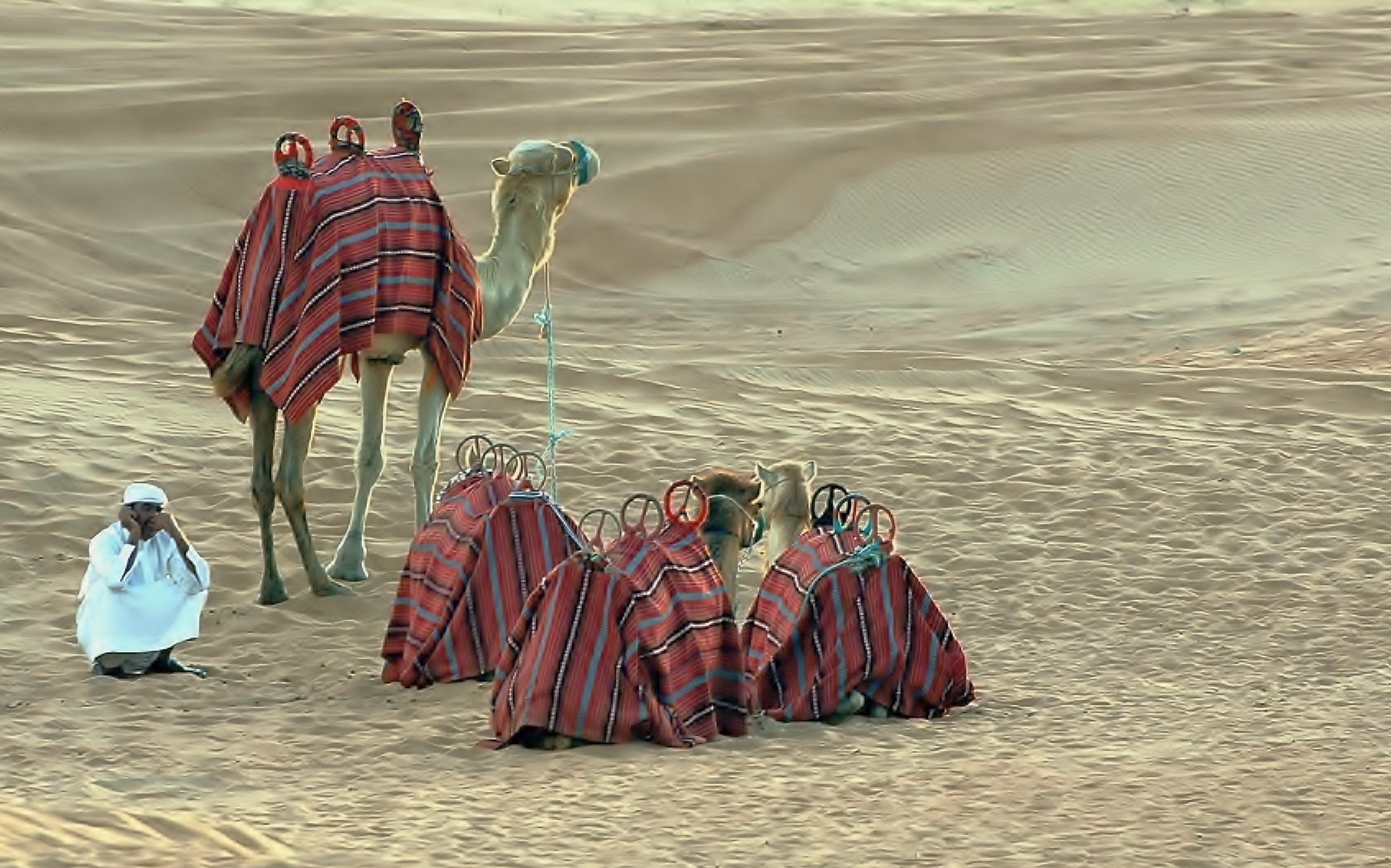 The Camel driver with the camels