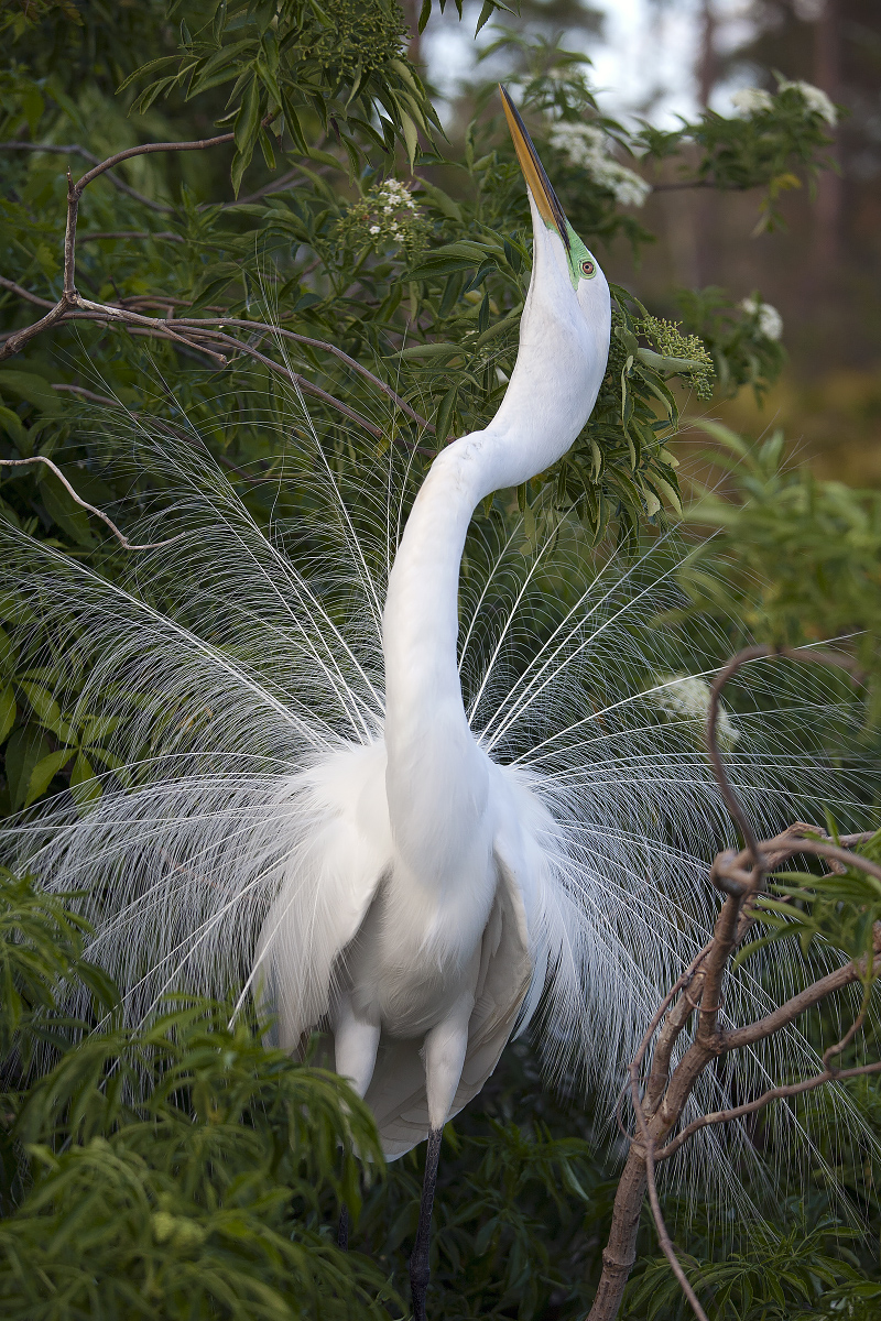 Great Egret