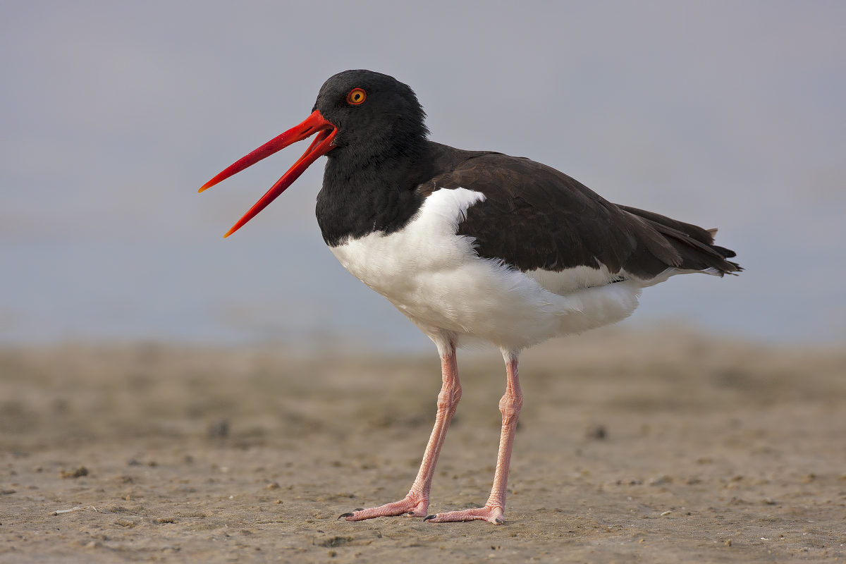 American Oystercatcher