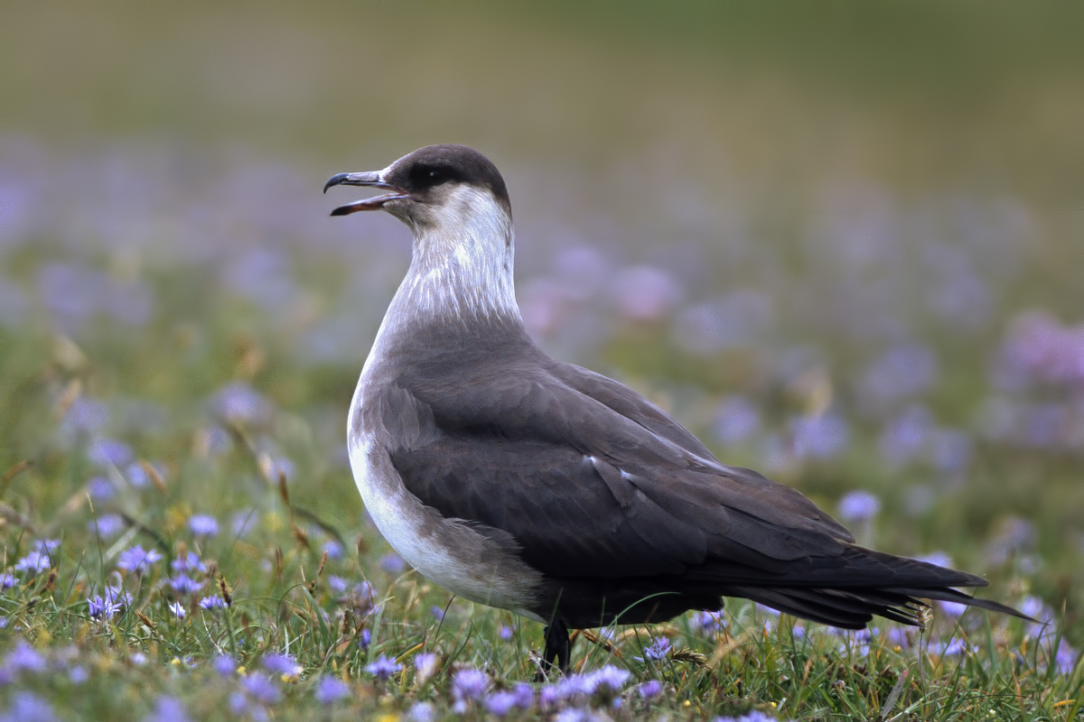 Artic Skua - light phase