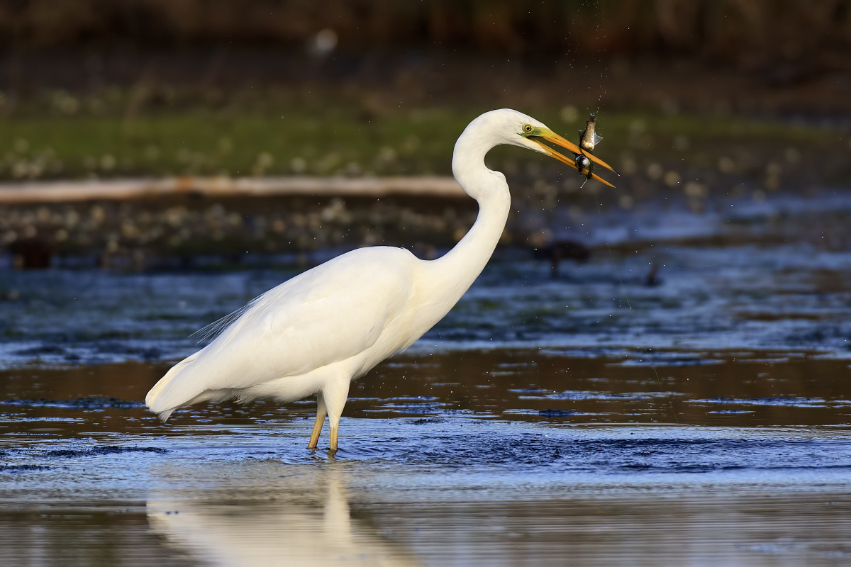 Great Egret