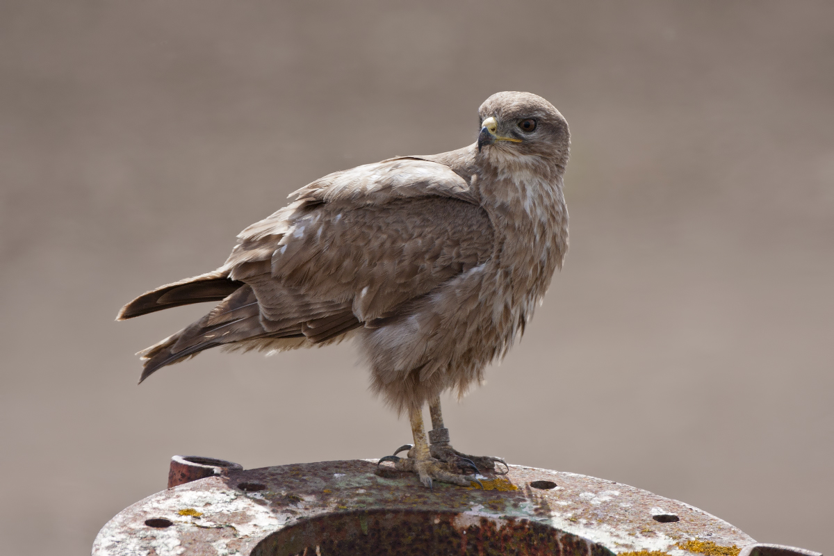 Common Buzzard