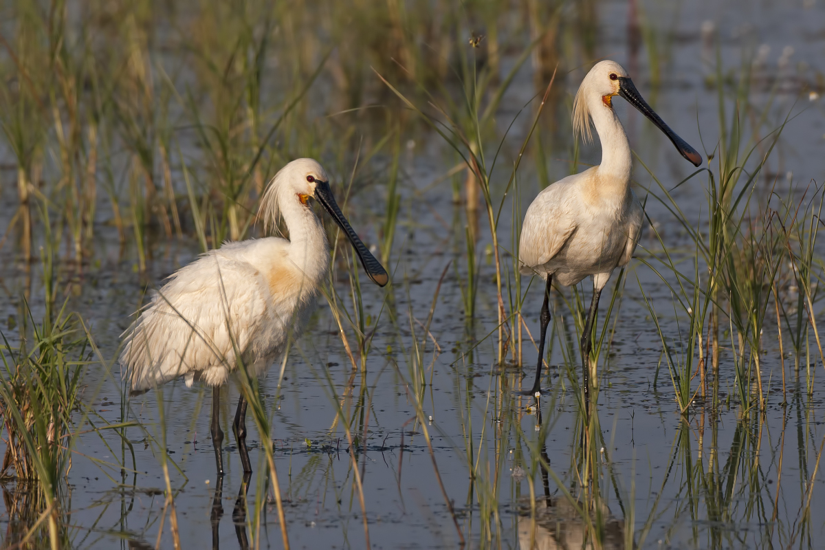 Spoonbills