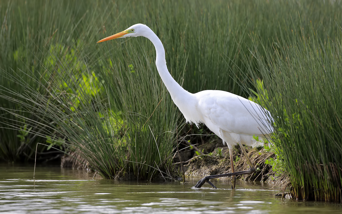 Great Egret