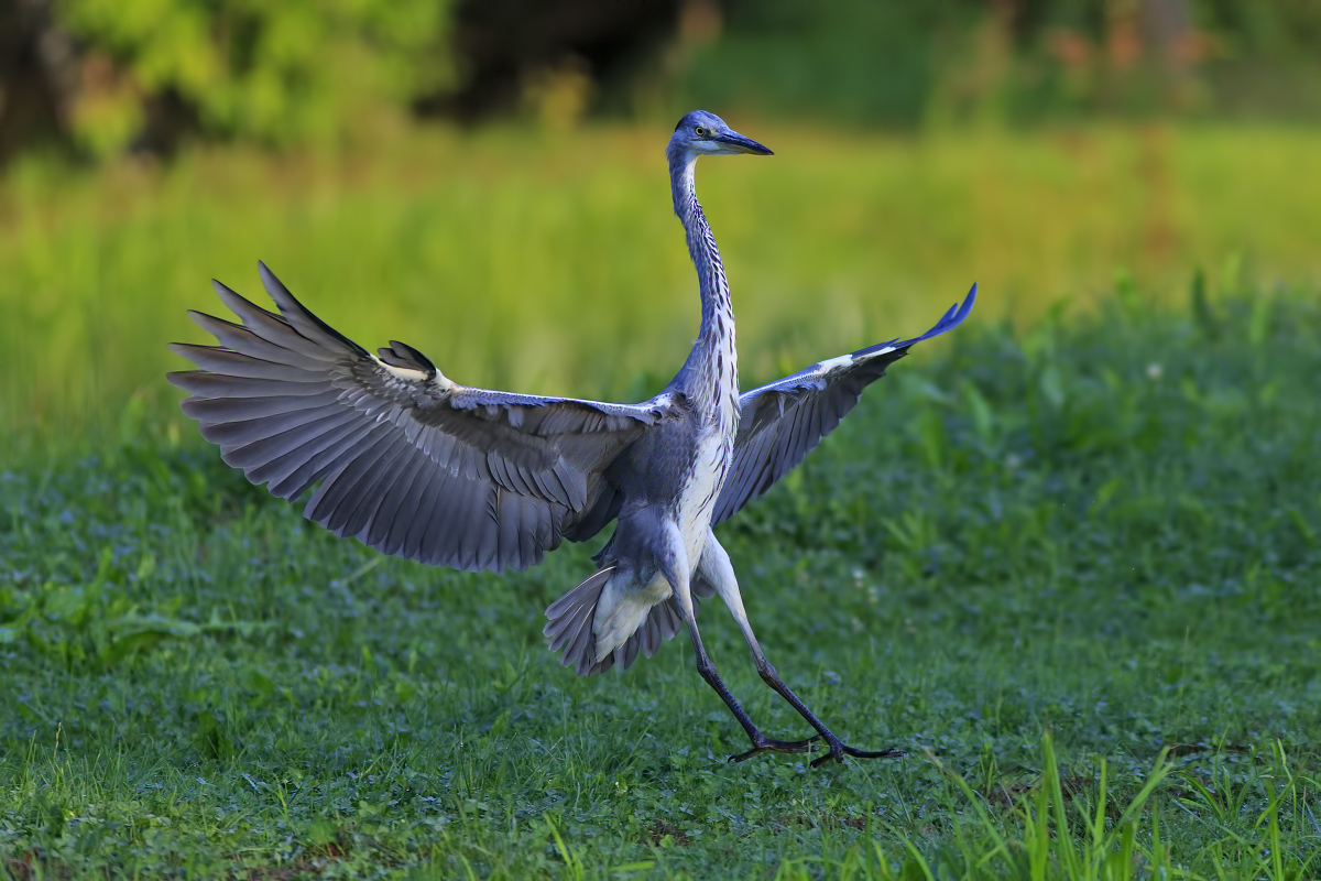 Grey Heron