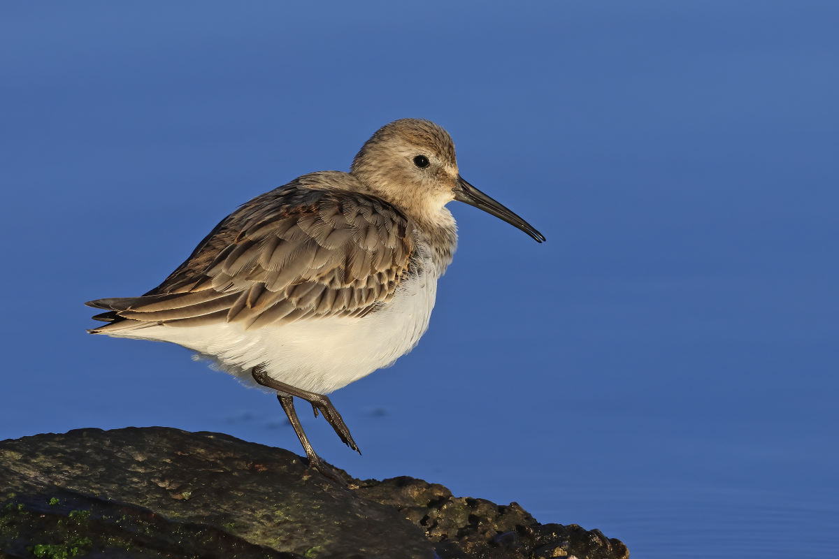 Dunlin