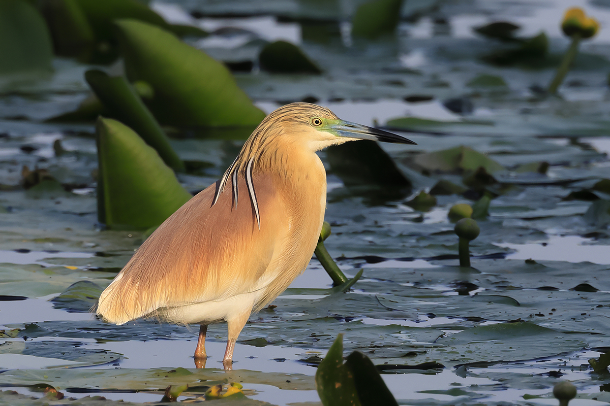 Squacco Heron