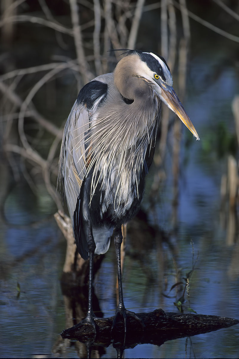 Great Blue Heron