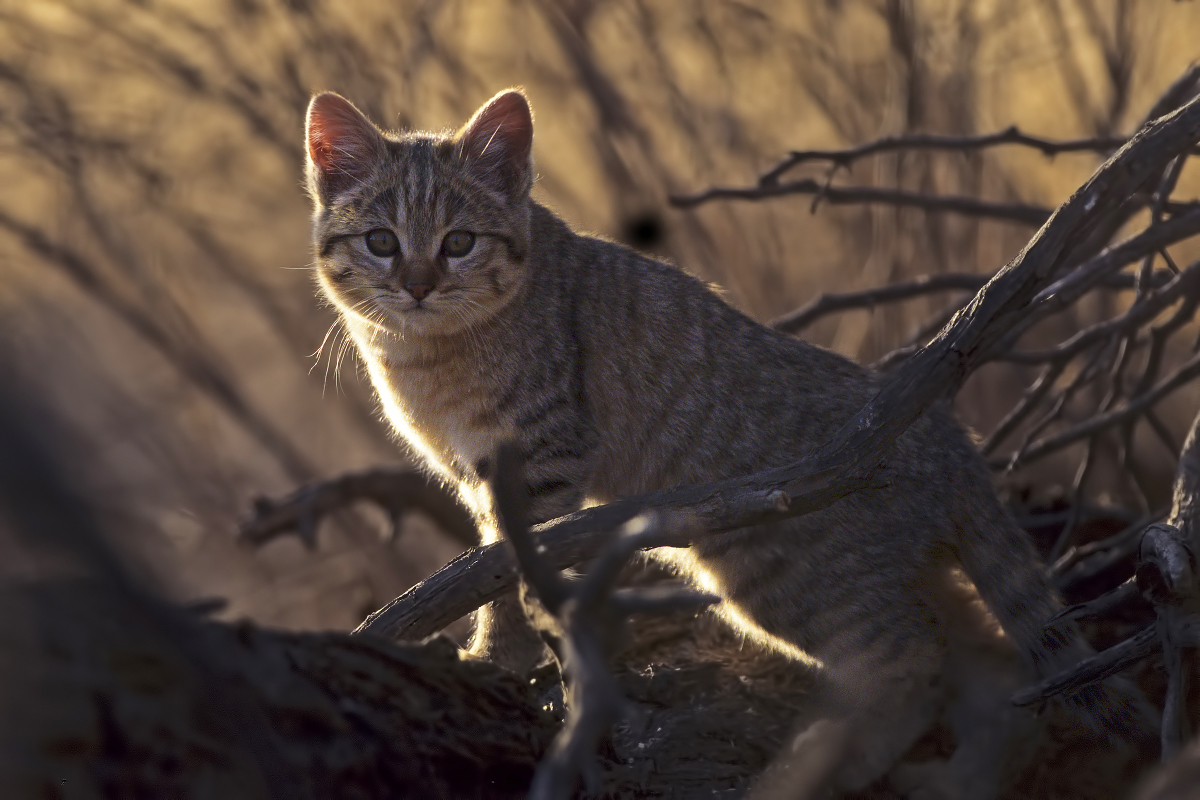 African Wild Cat