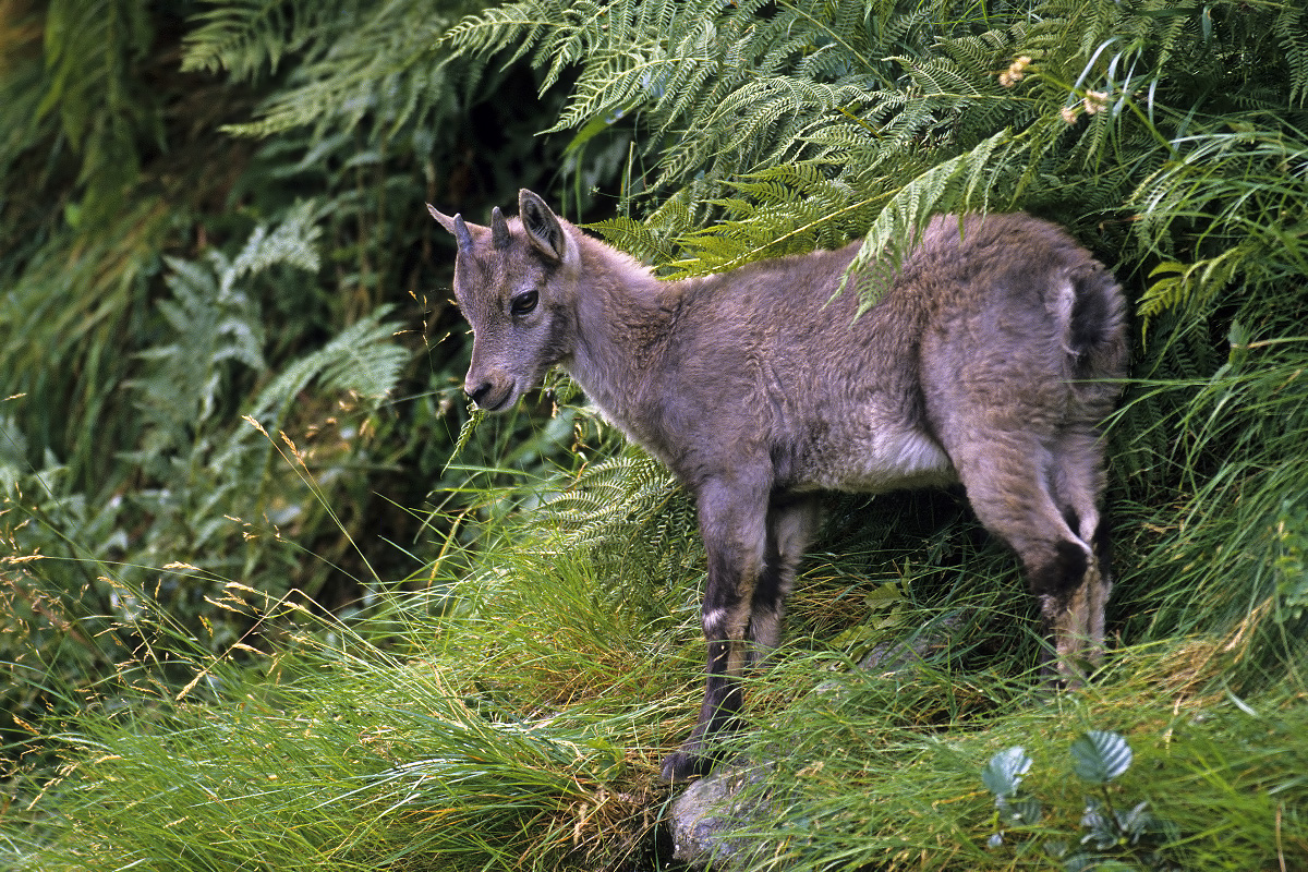 Young Steinbock