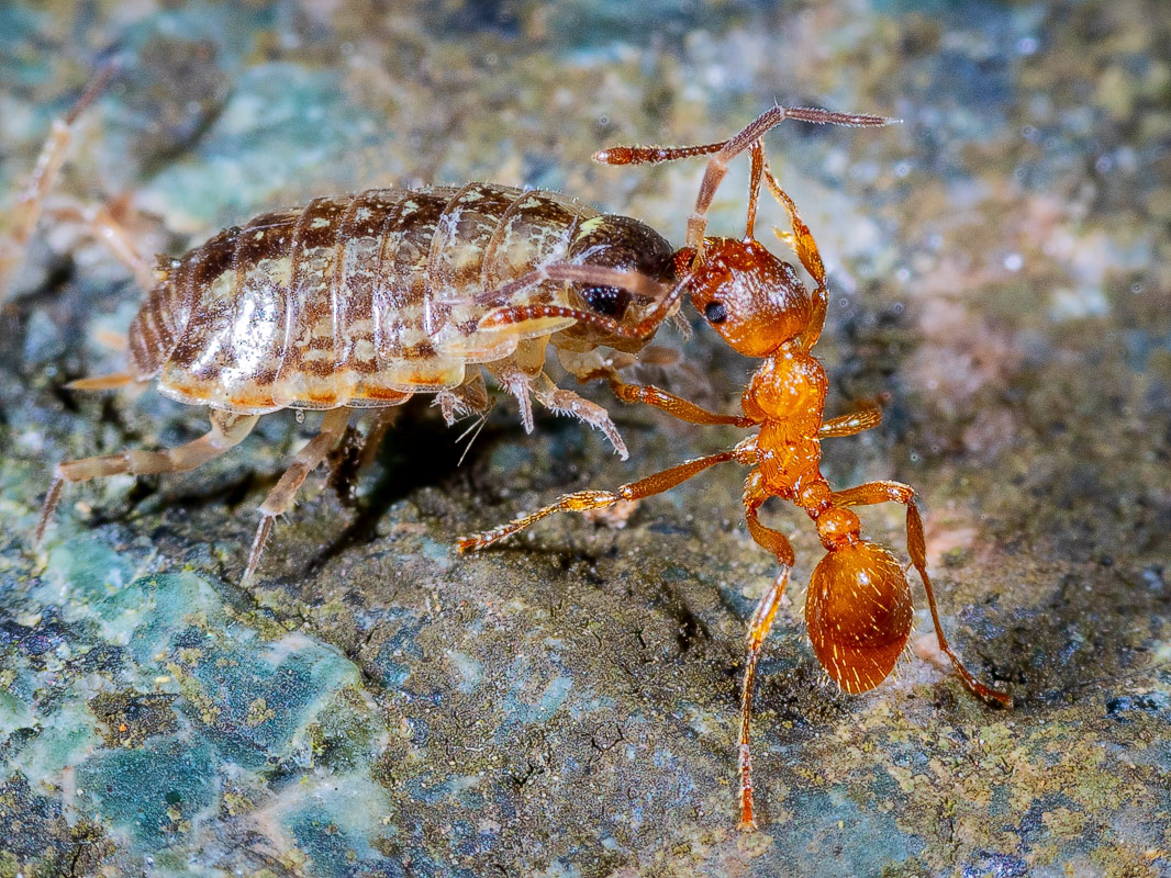 Antandthewoodlouse.jpg