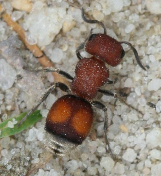 Pseudomethoca simillima