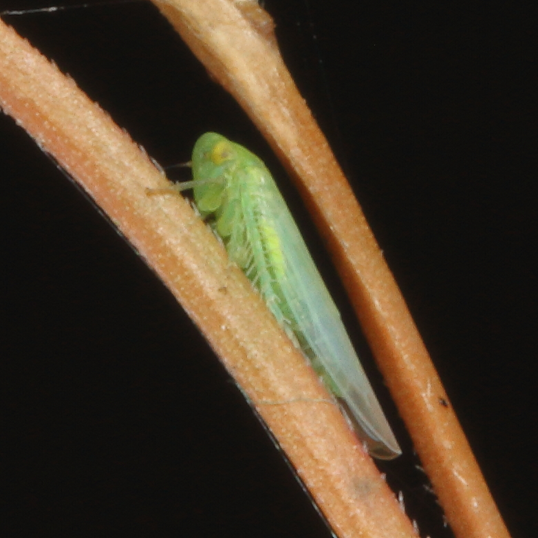 Genus Balclutha