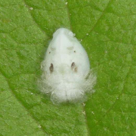 Flatormenis proxima / nymph