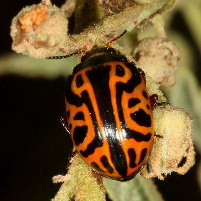Calligrapha serpentina * Globemallow Leaf Beetle