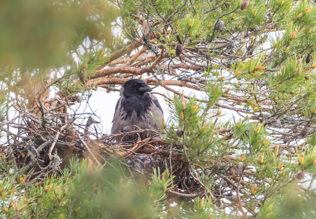 Krka / Hooded Crow - VI