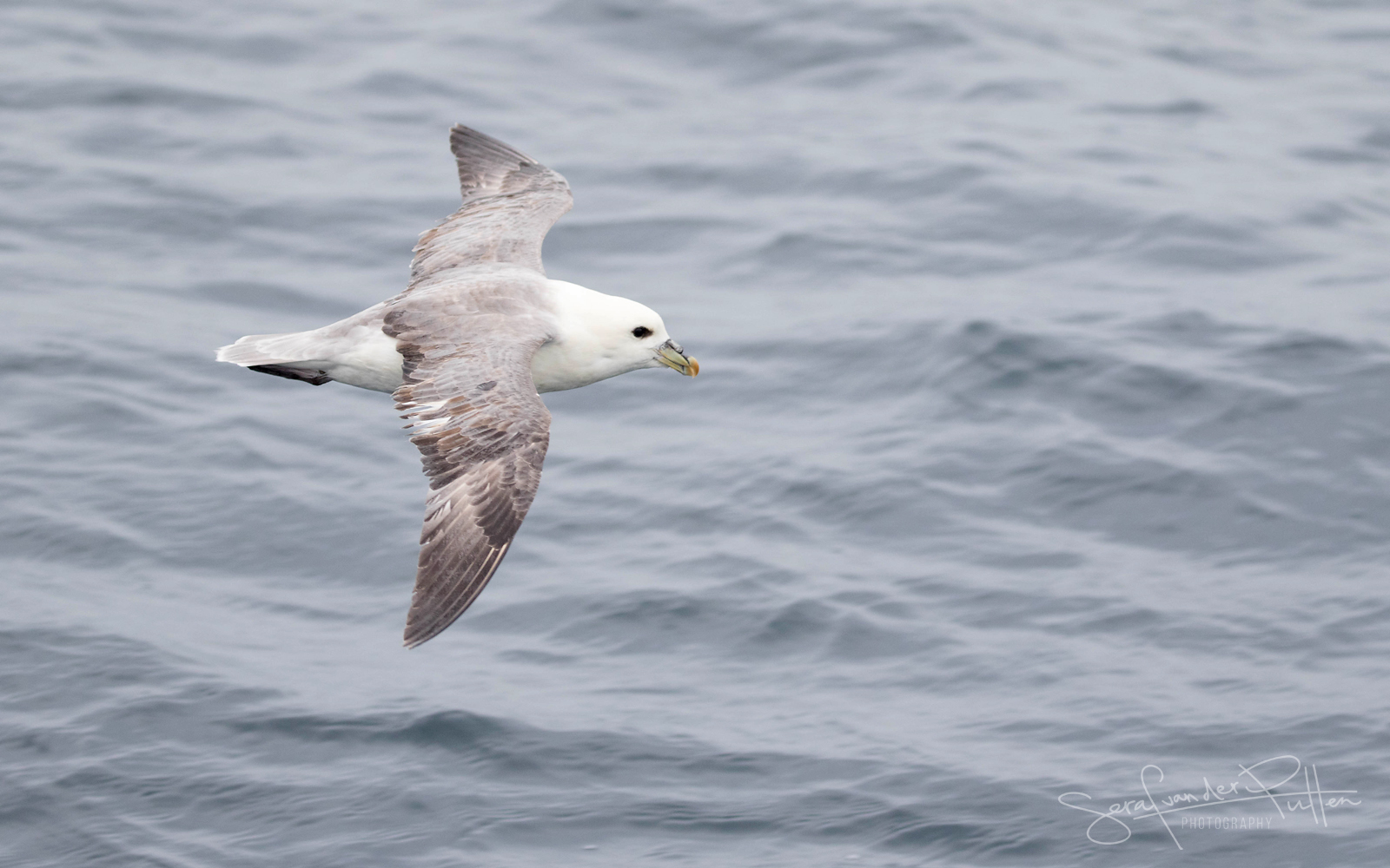 Noordse Stormvogel; Fulmar