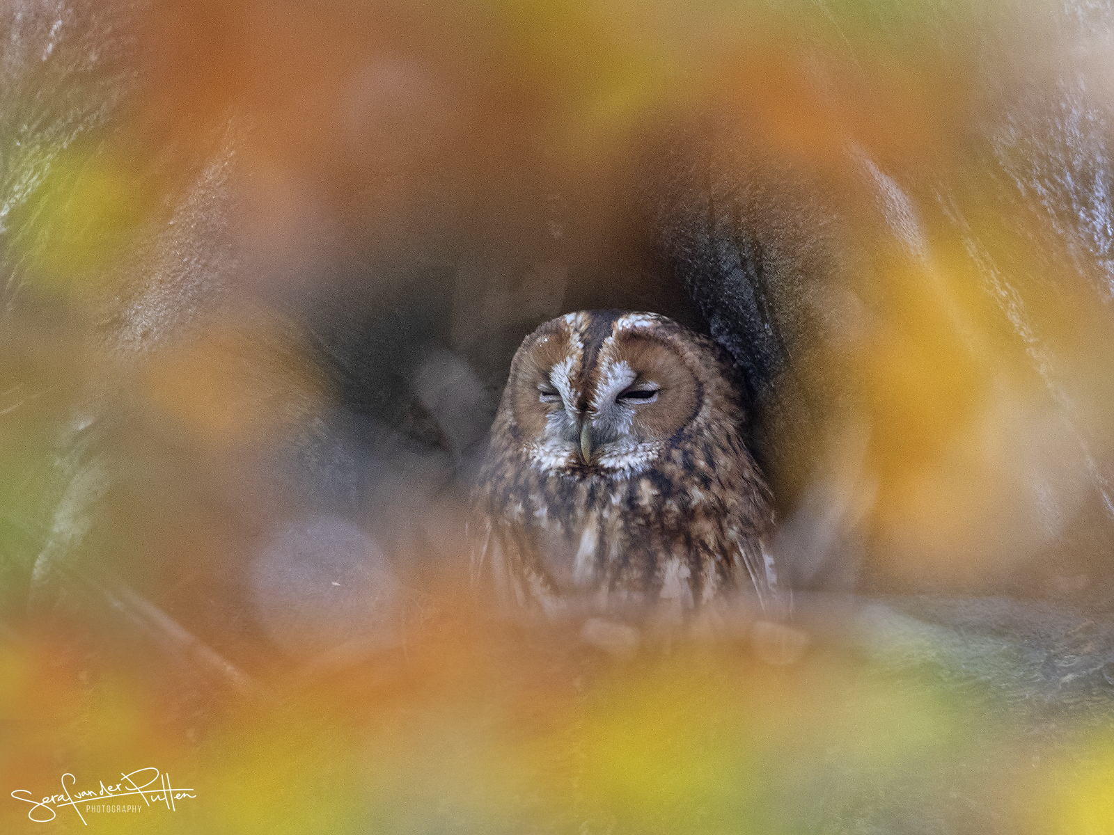 Bosuil; Tawny Owl