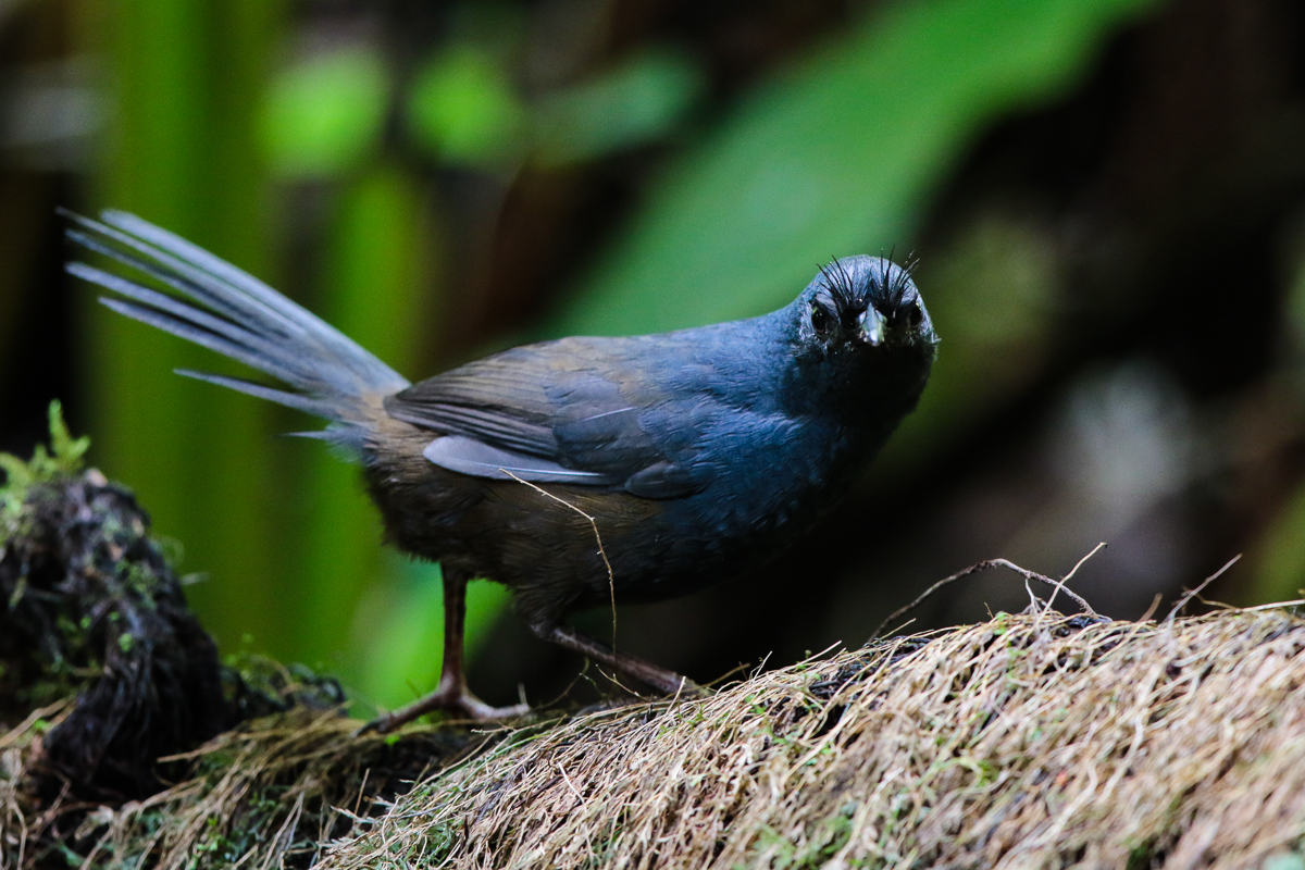 Slaty Bristlefront