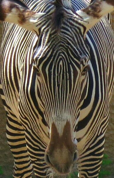 Z IS FOR ZEBRA