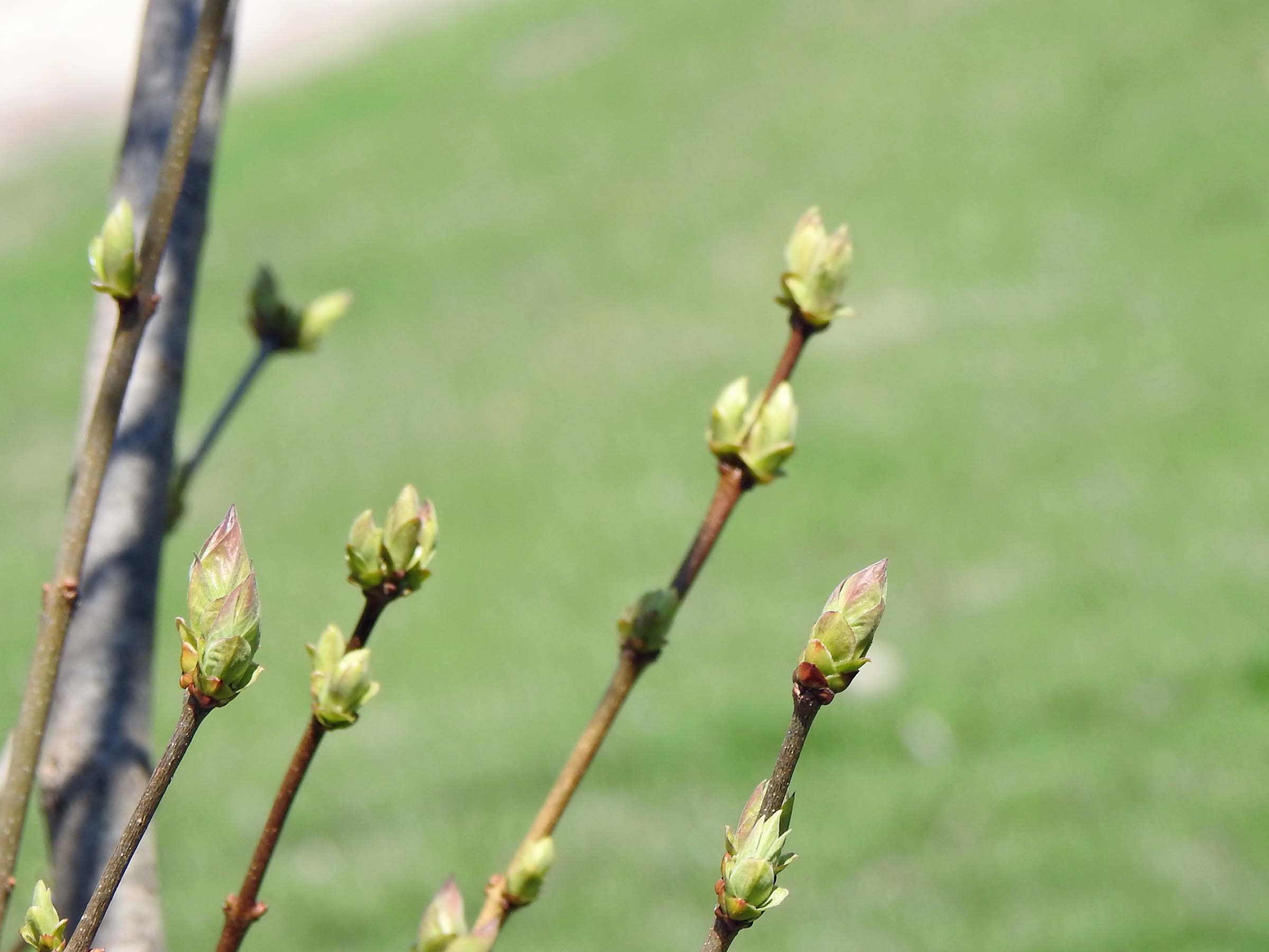 16 Apr New life