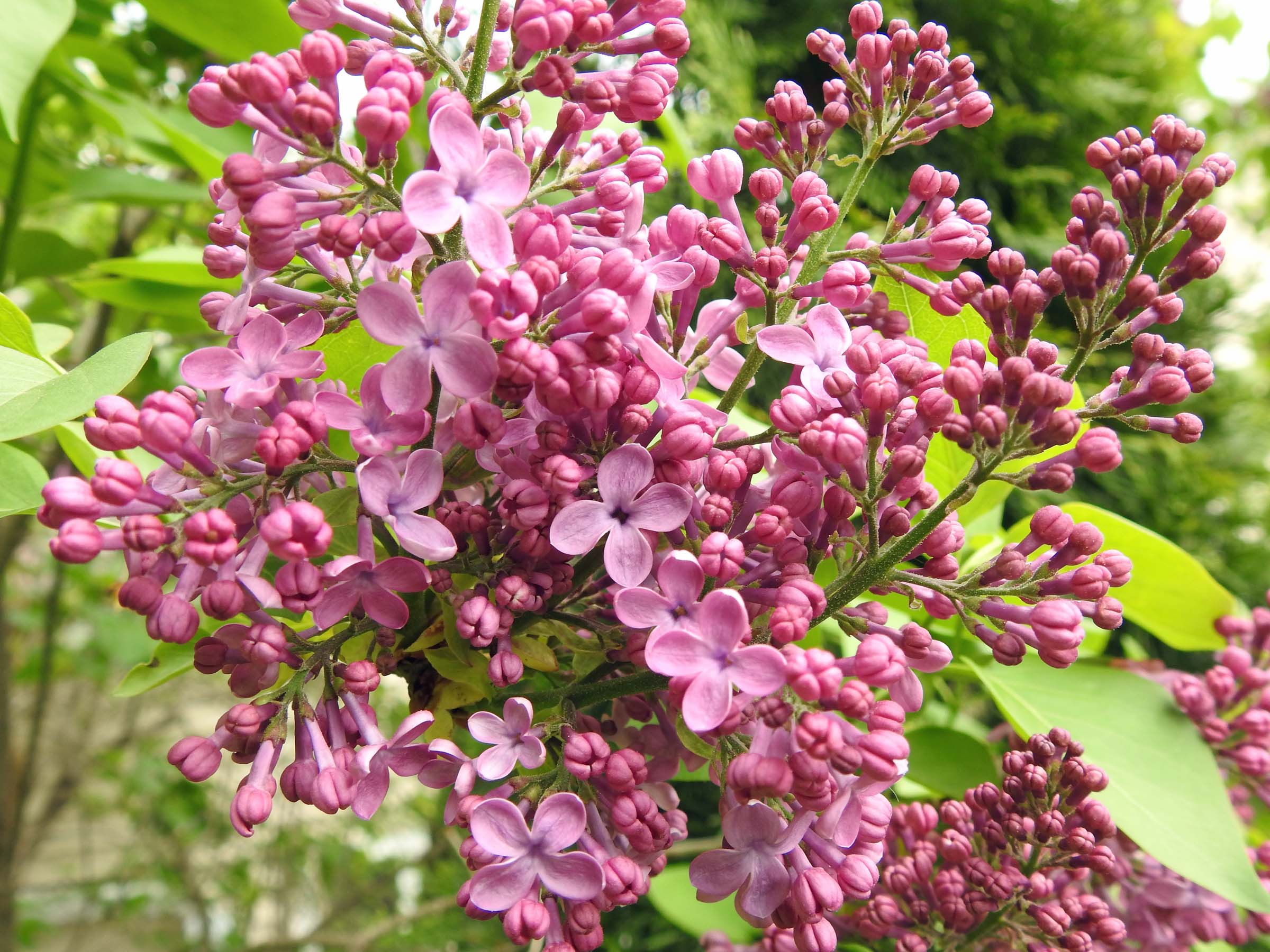 11 Jun One last lilac in bloom!