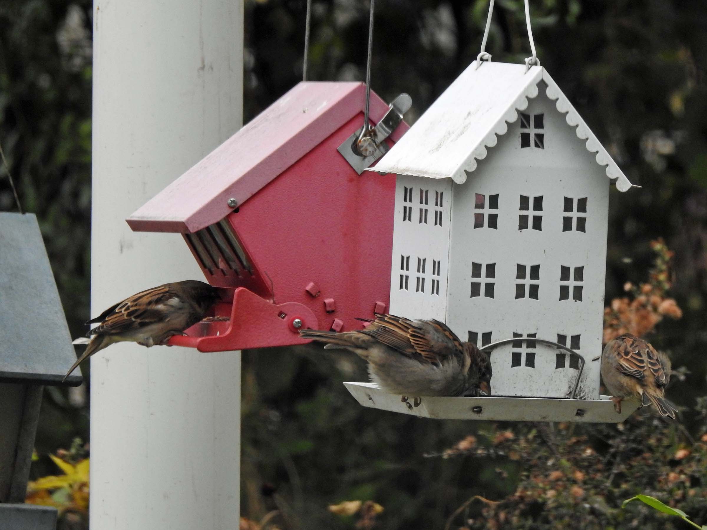 24 Oct Birds at the bird feeders