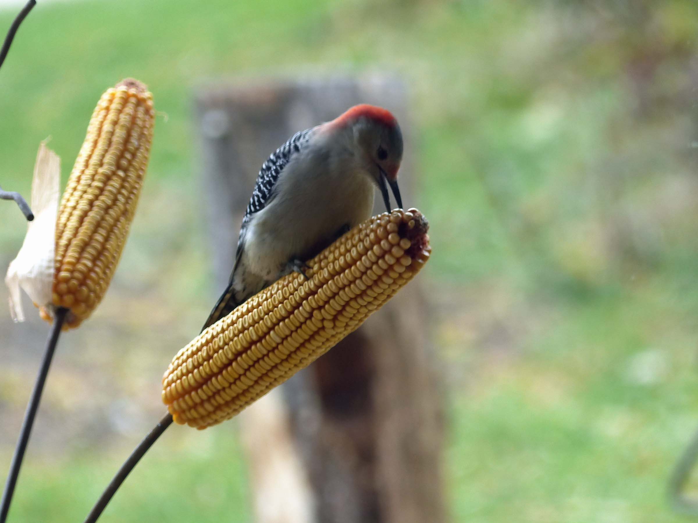 08 Nov Corny bird