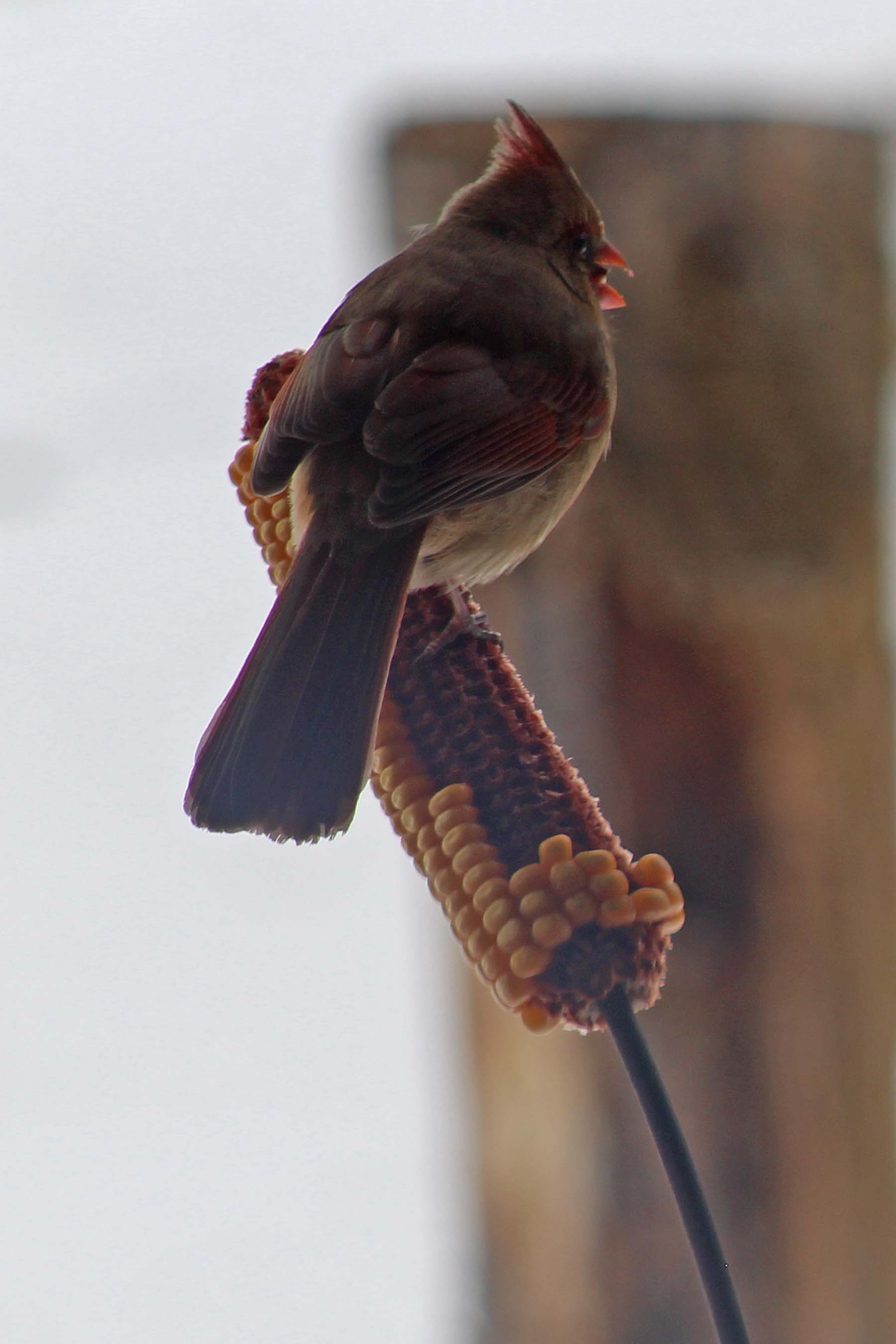 20 Jan Ms Cardinal