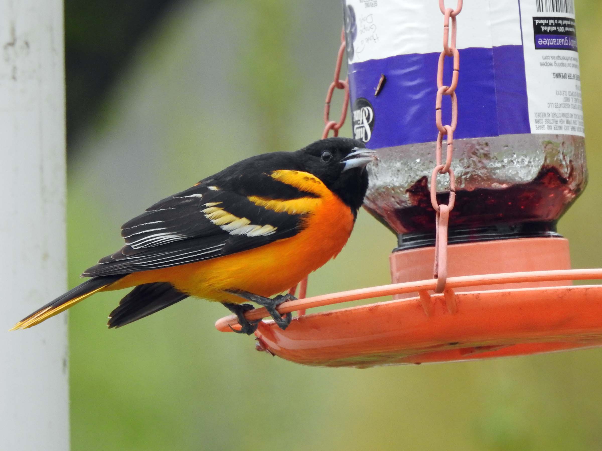 11 Jun Pretty Oriole 