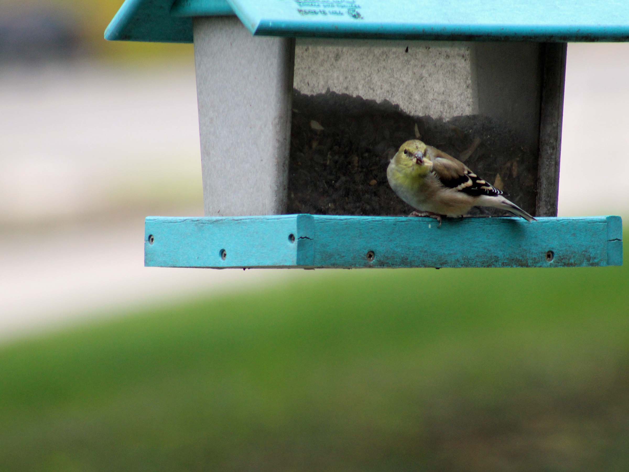 06 Nov Birds are loving the feeders