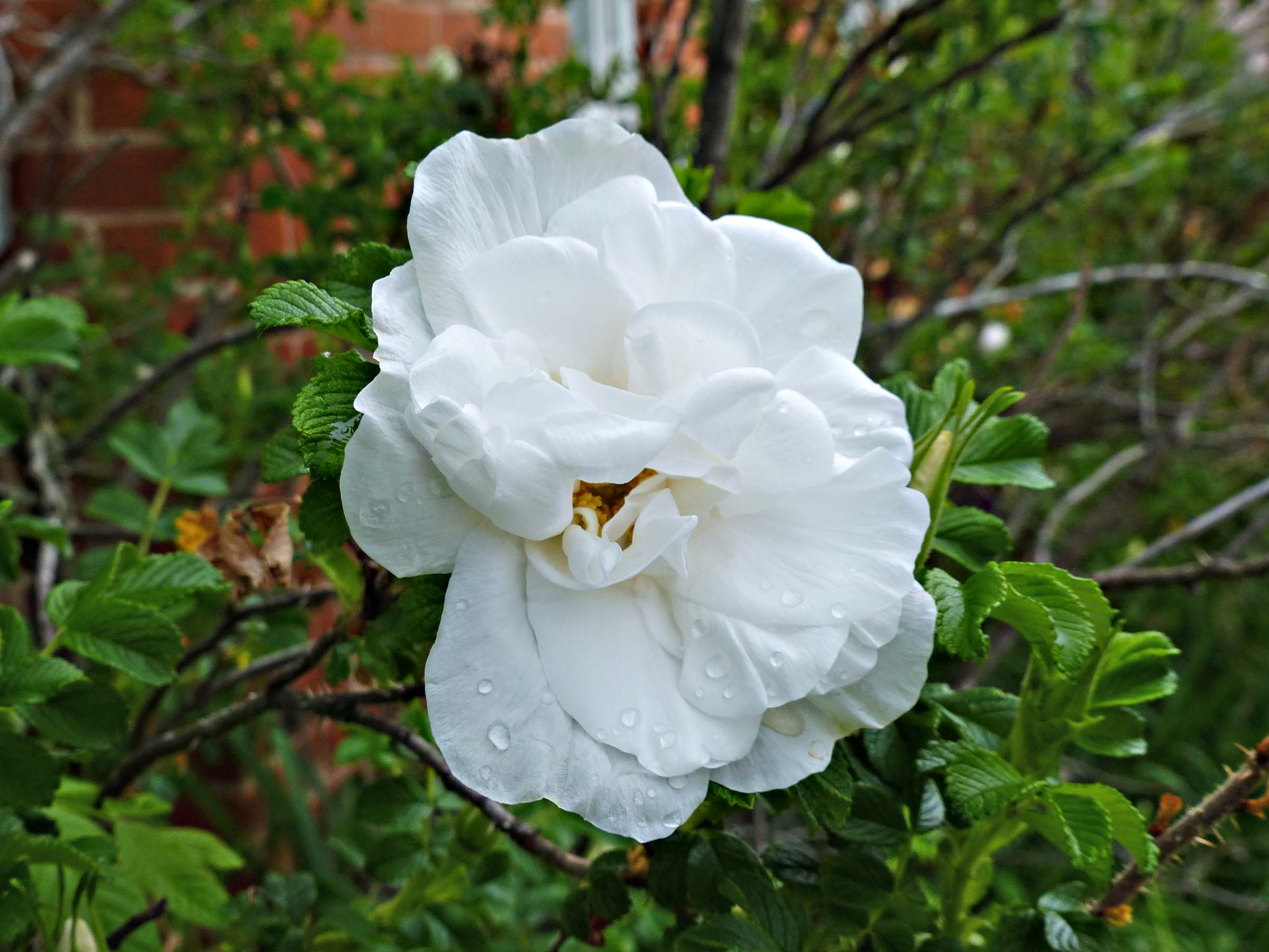 23 May Old Fashion Rose