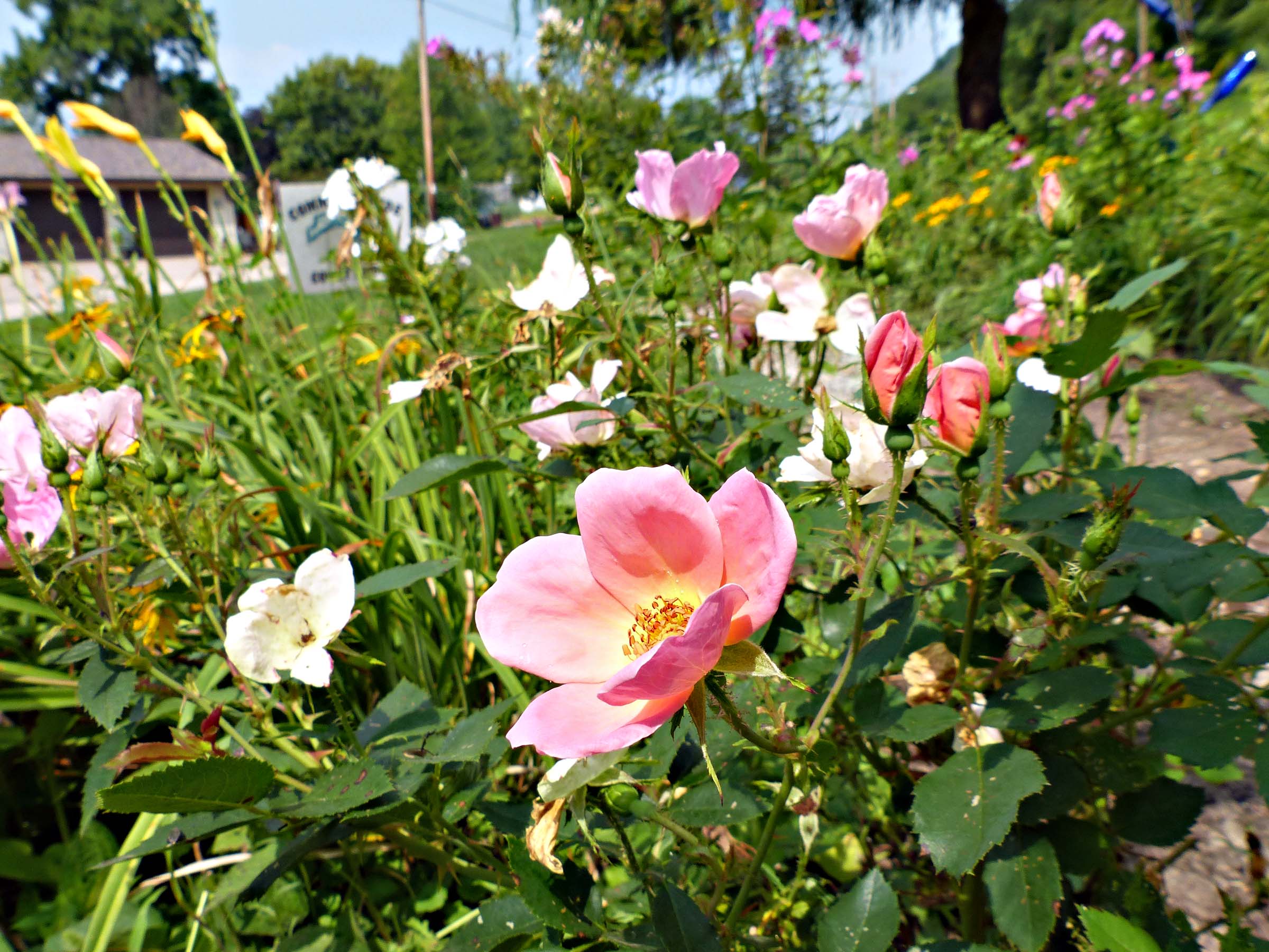 11 Aug Pretty in pink