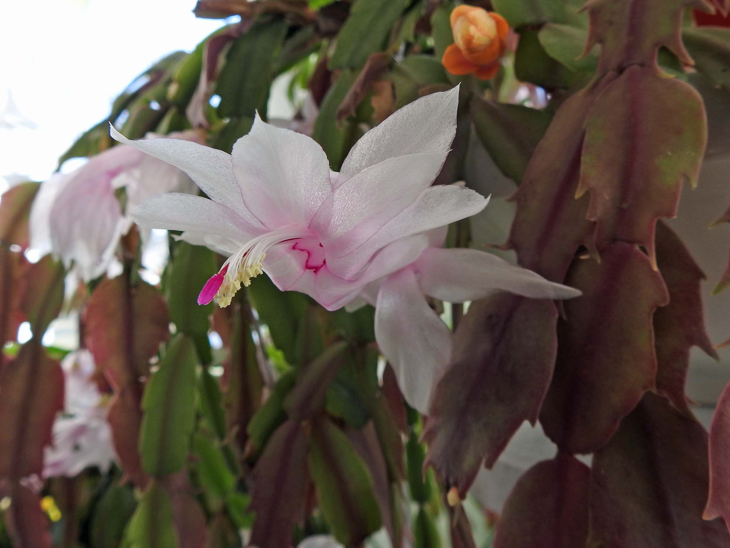 6 Dec White Christmas Cactus