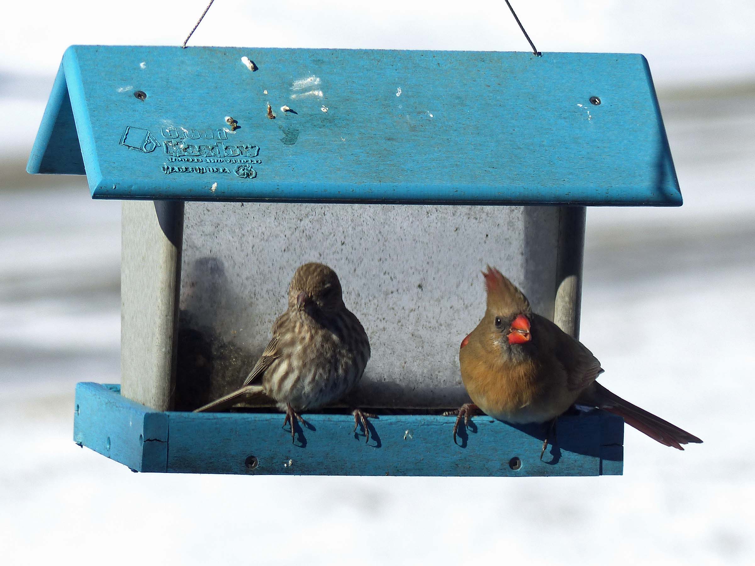22 Jan Mrs Cardinal