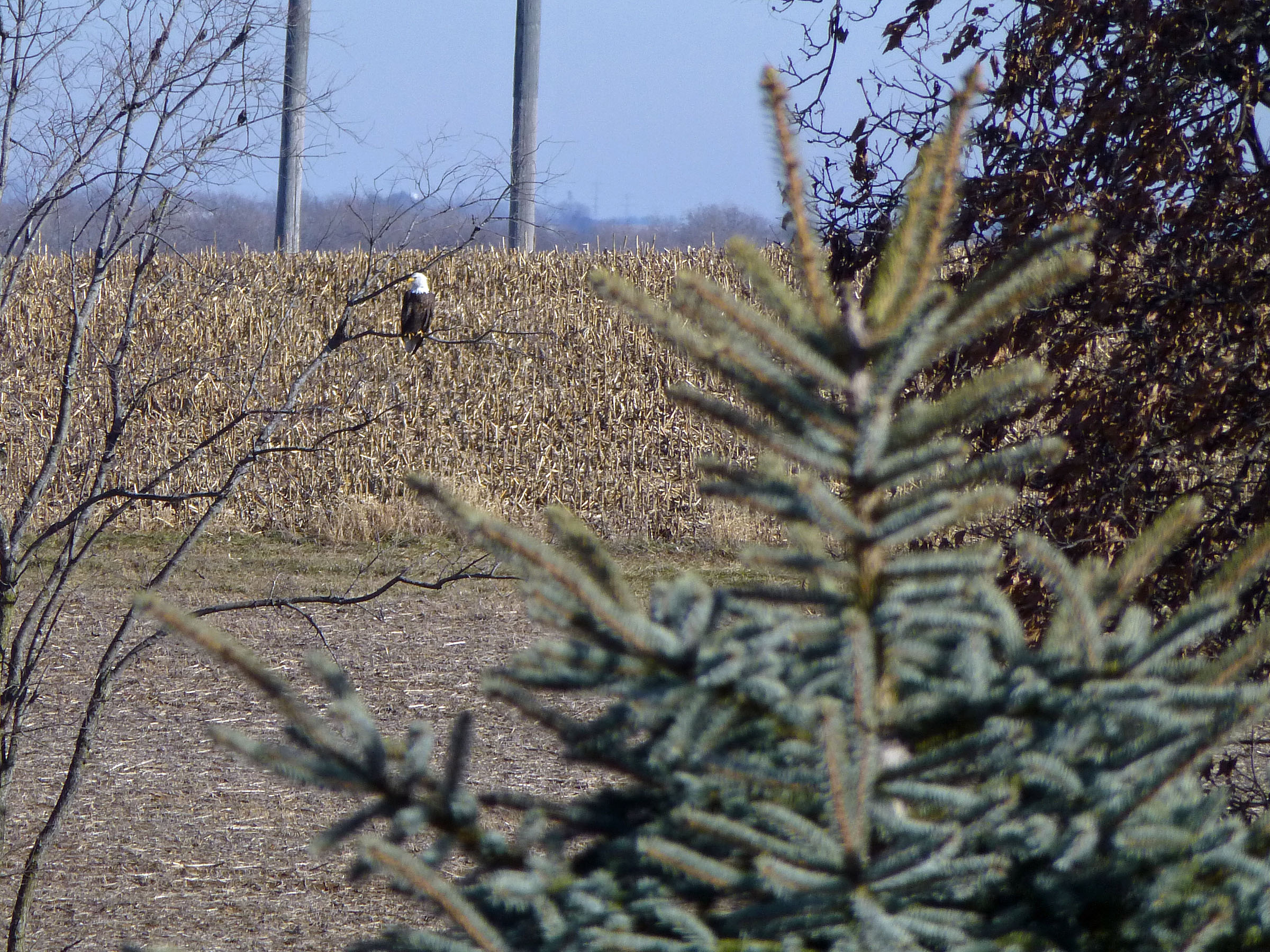 9 Dec Lone Eagle