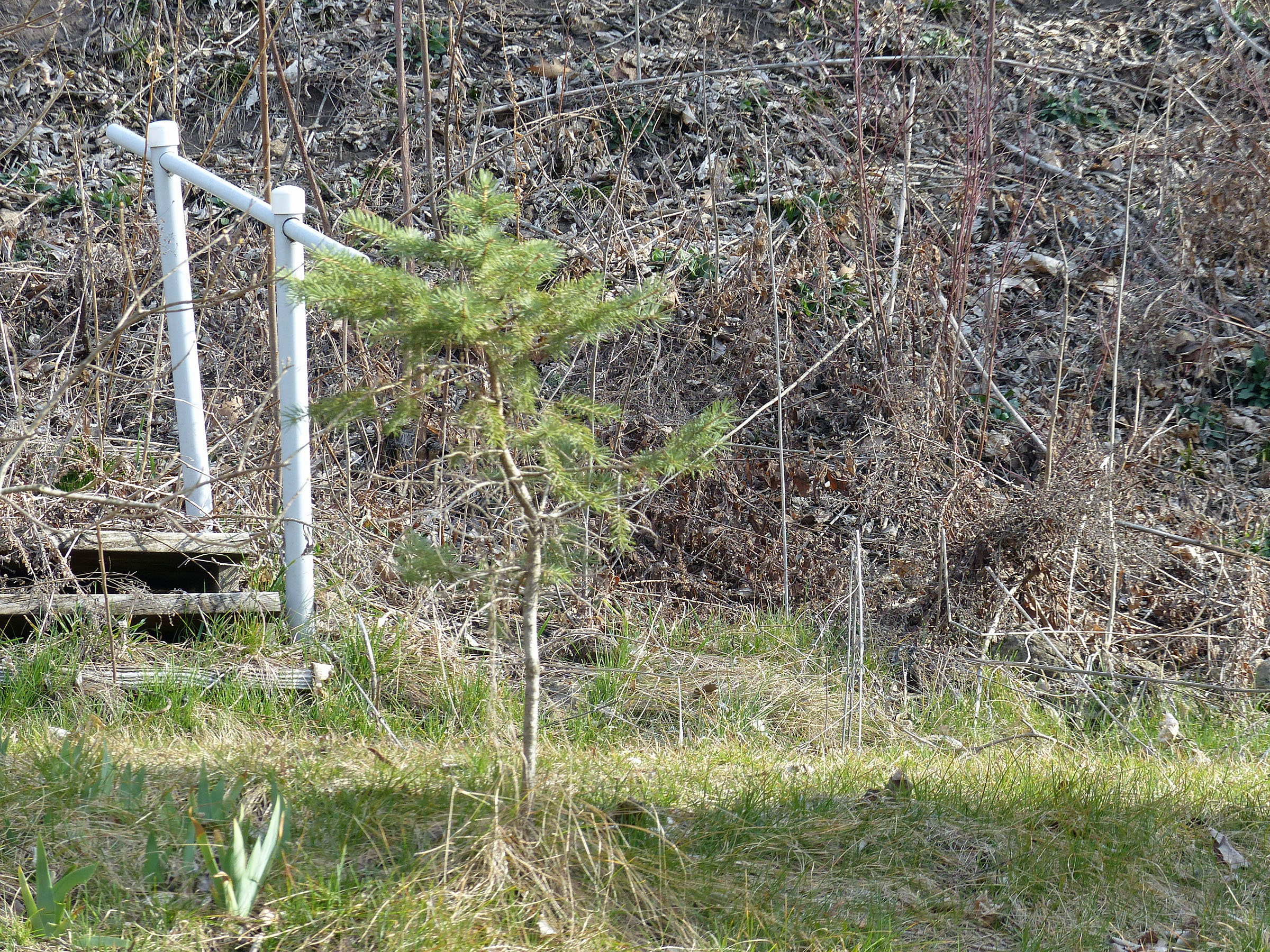 20 Mar Small tree