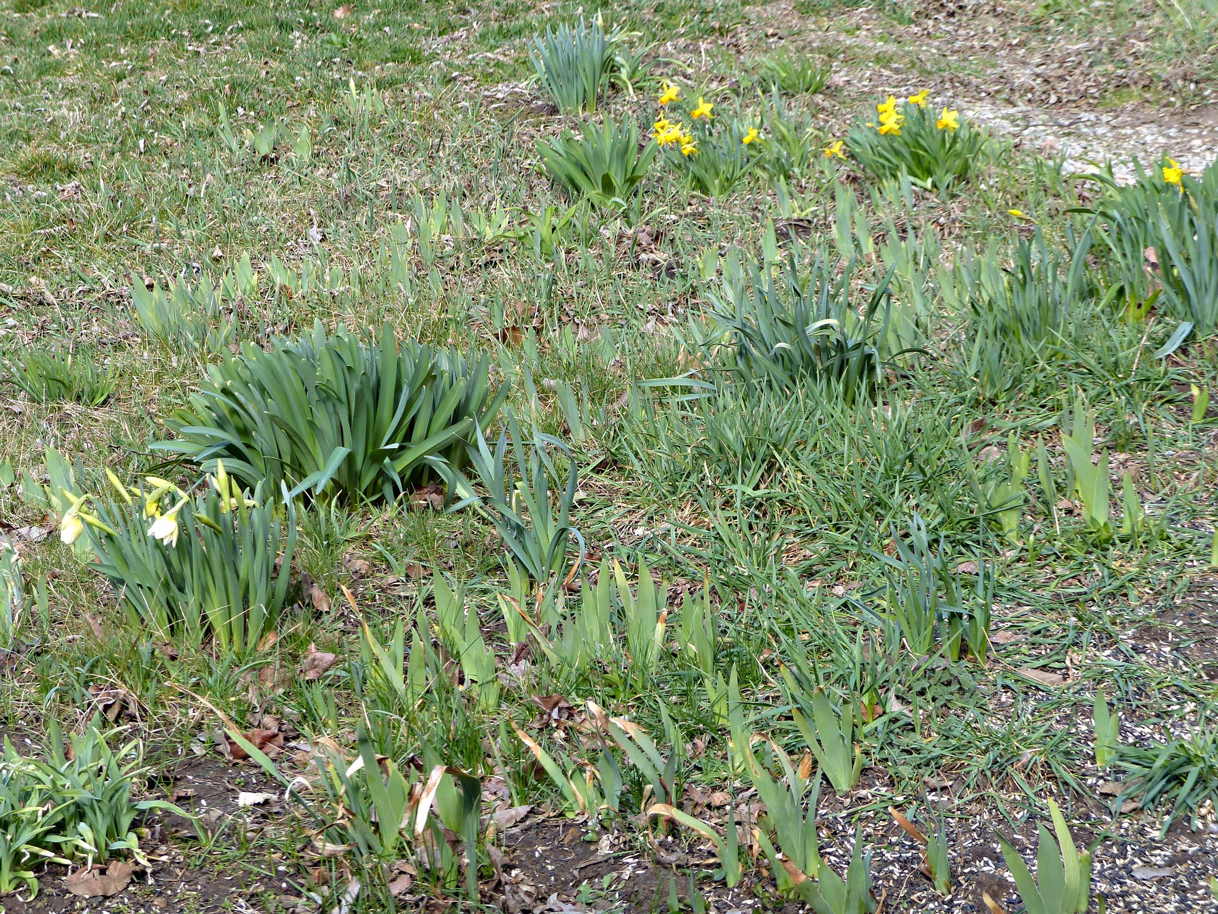 19 Mar Triangle garden