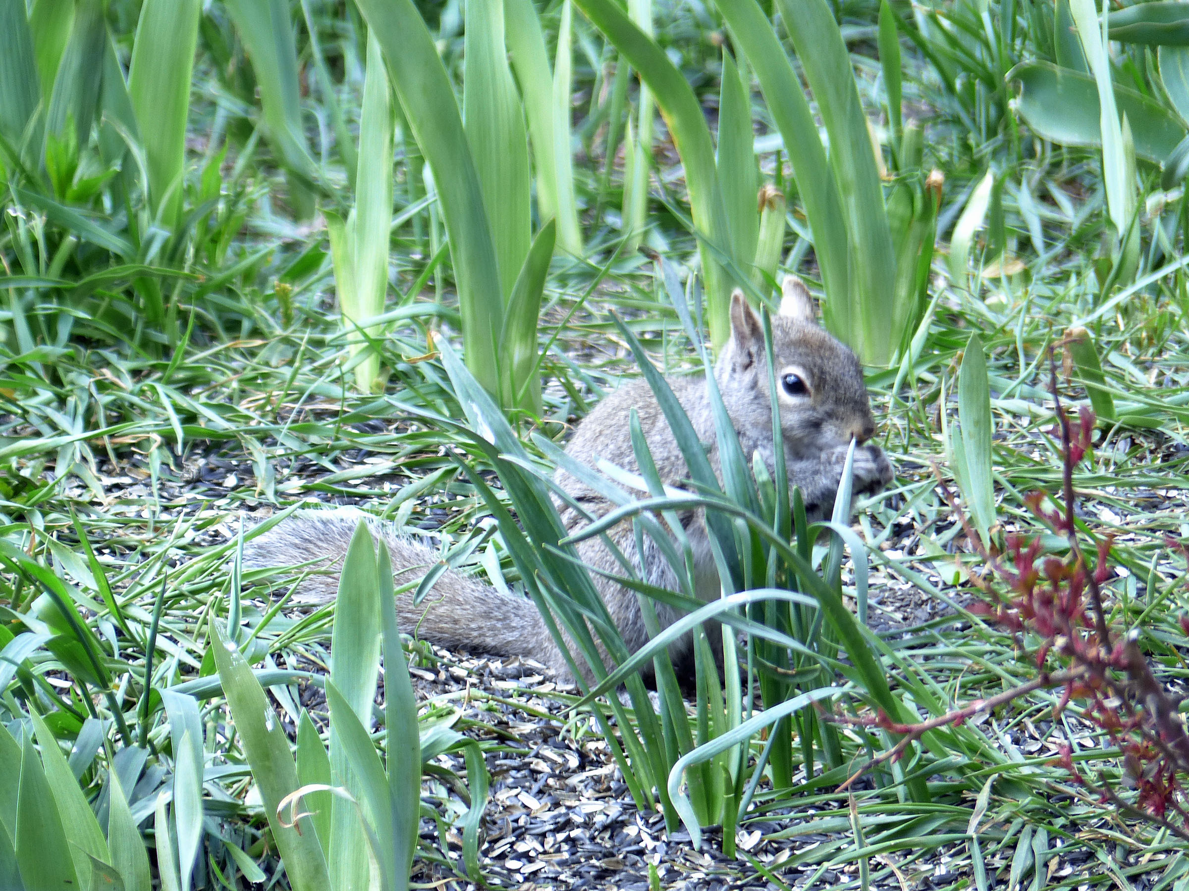 20 Apr Afternoon nosh