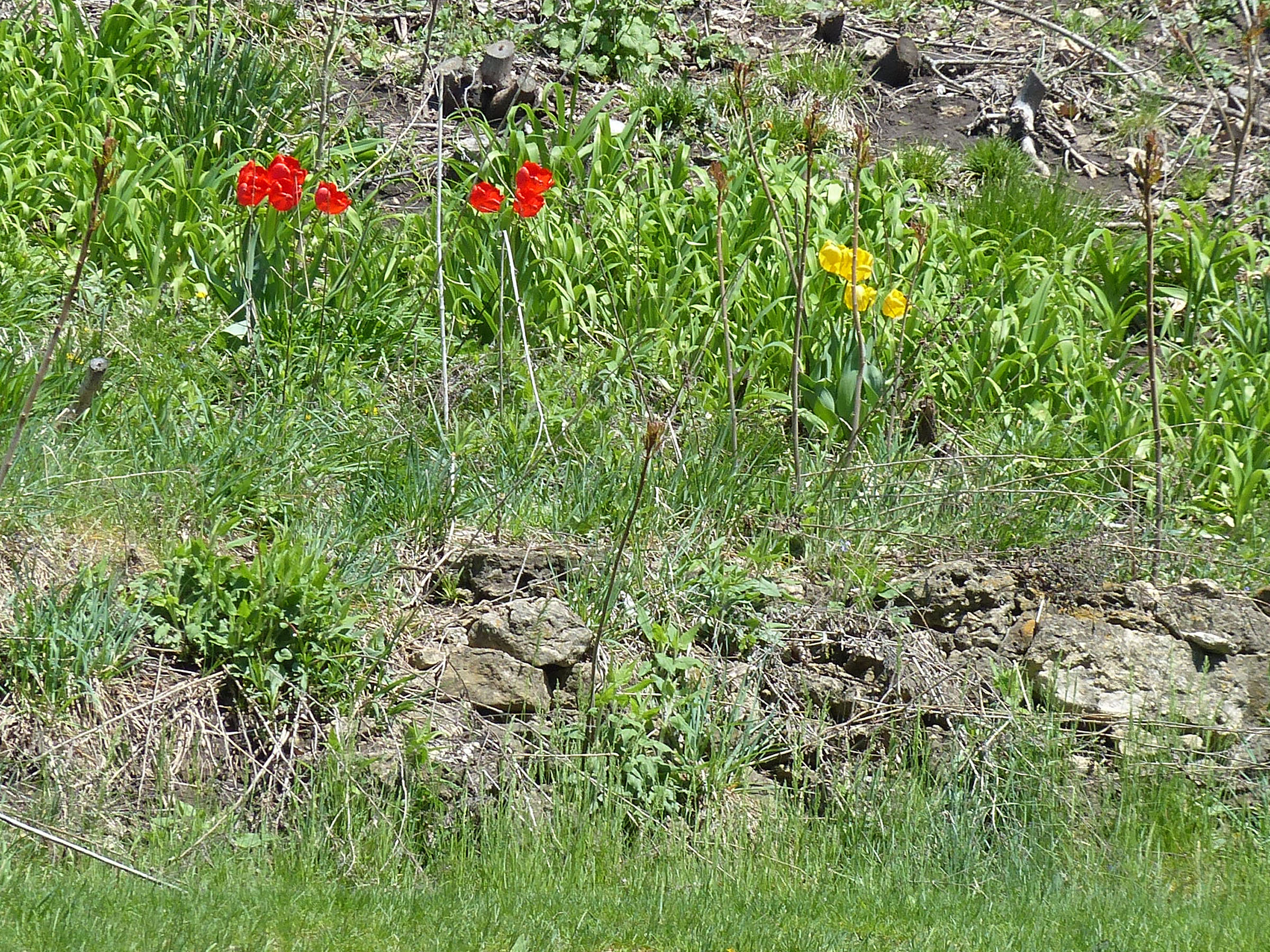 23 Apr Tulips and Jonquils