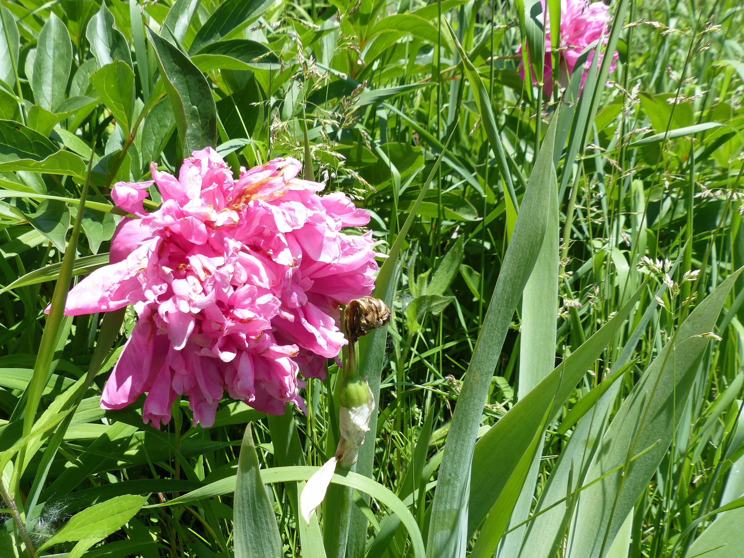28 May Peony