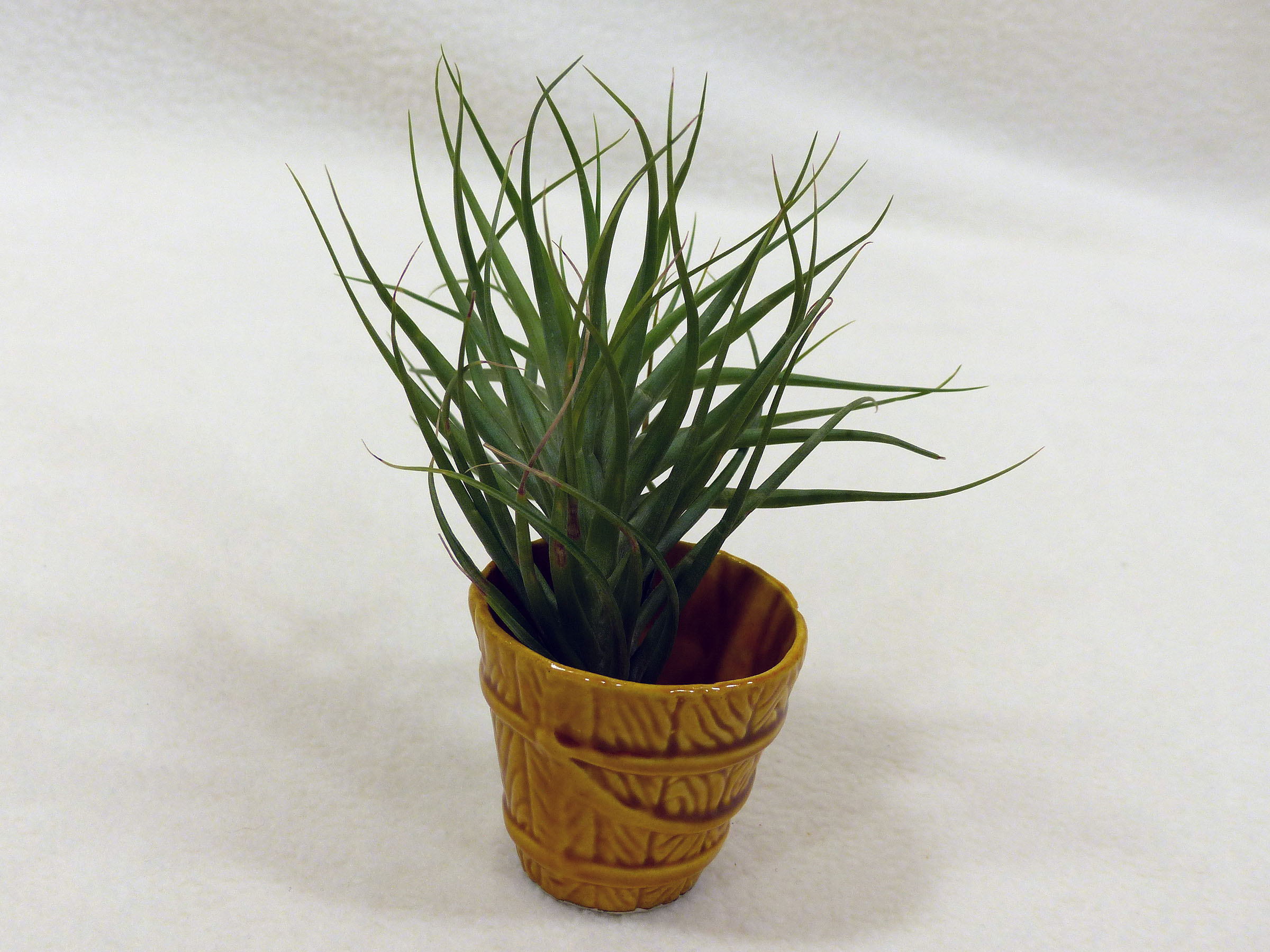 28 Jul Air plant