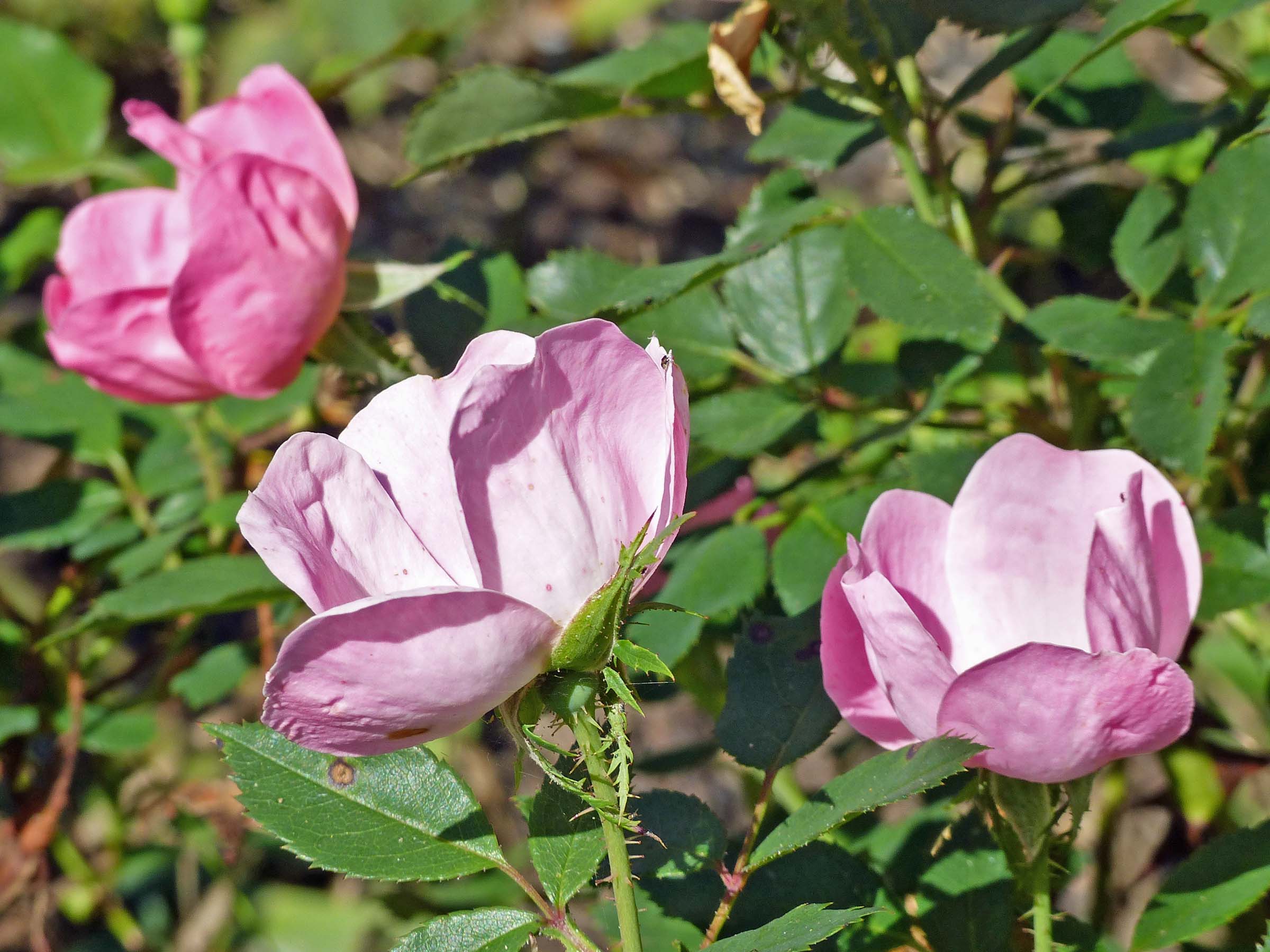 3 Oct Fall flowers in the garden