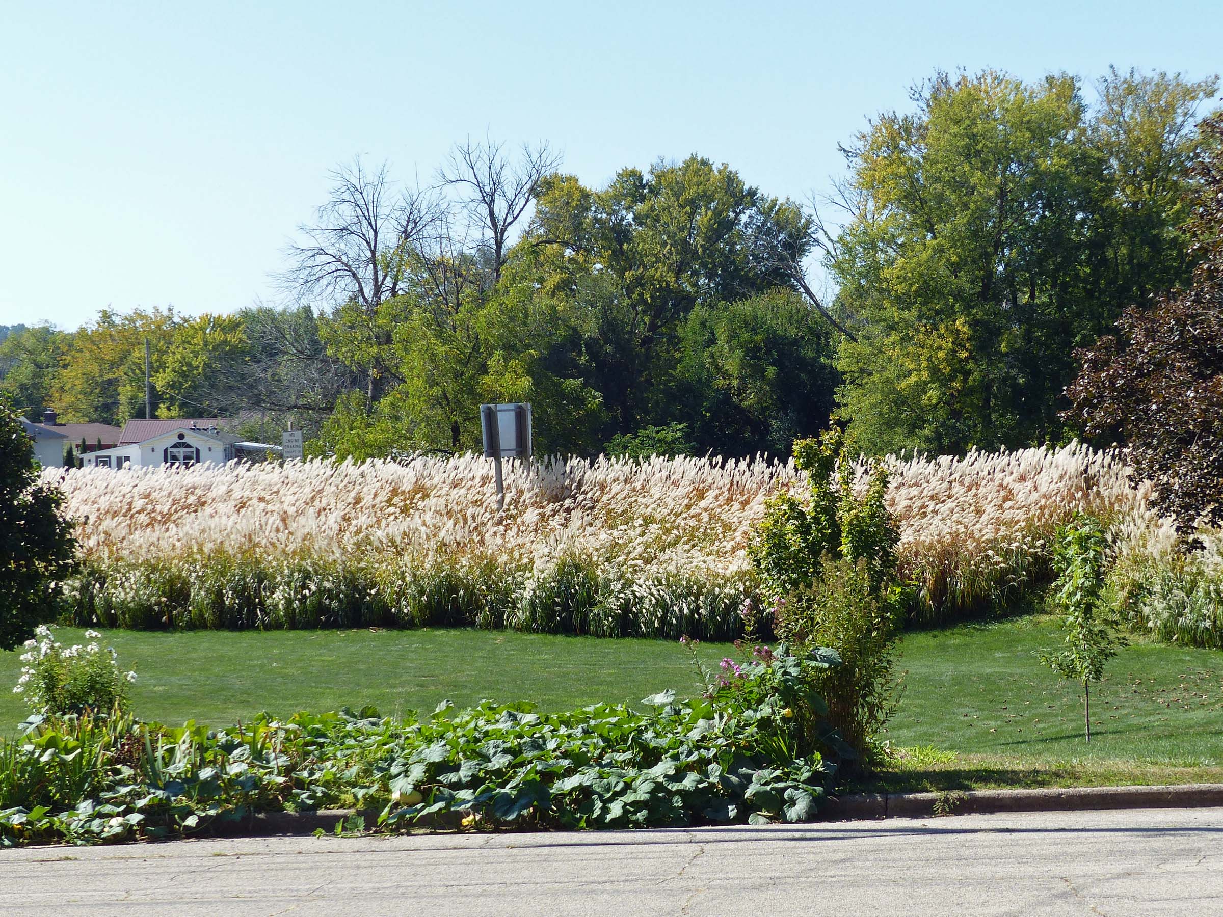 14 Oct Pompous grass