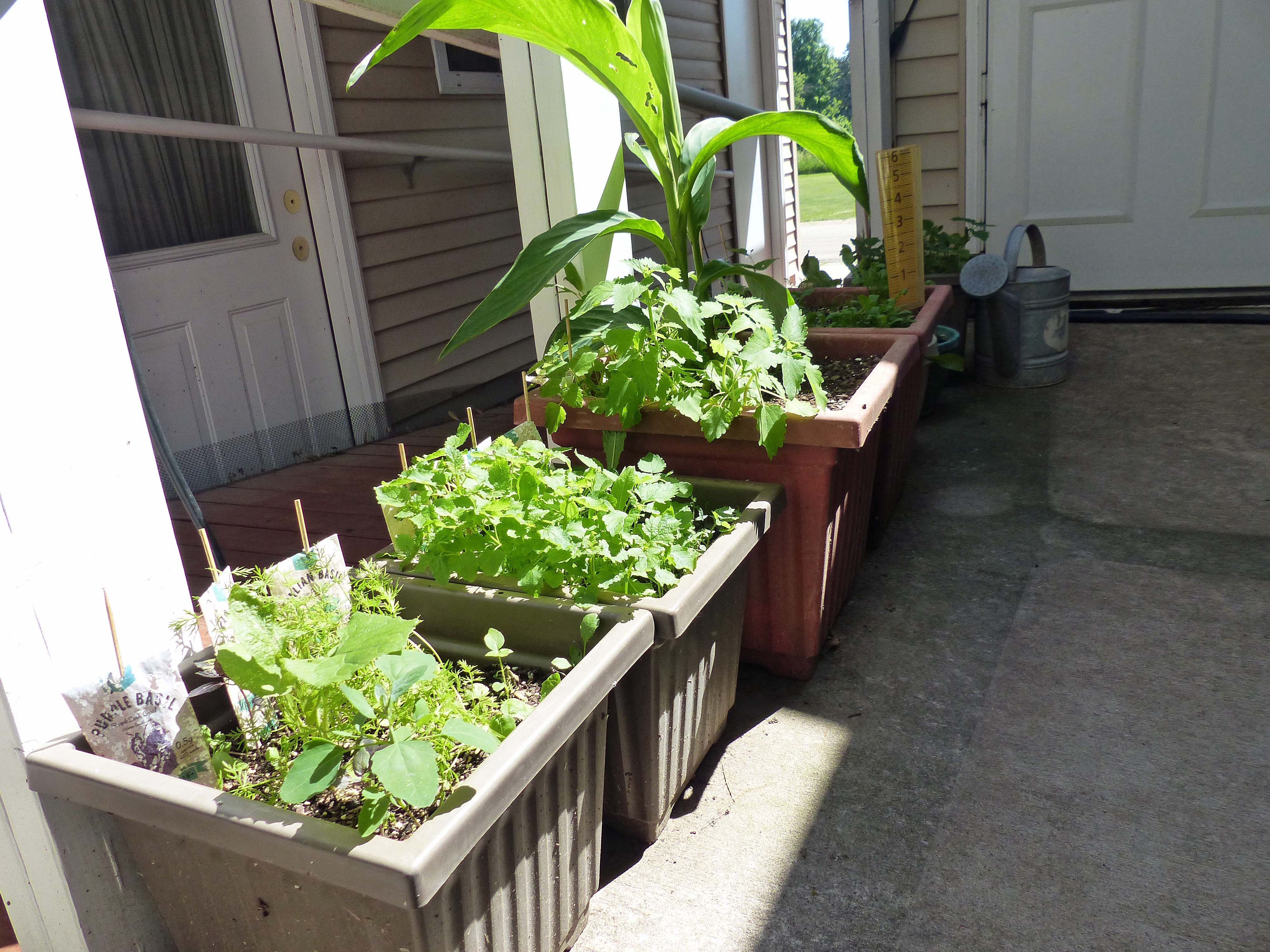 24 Jun Herb garden