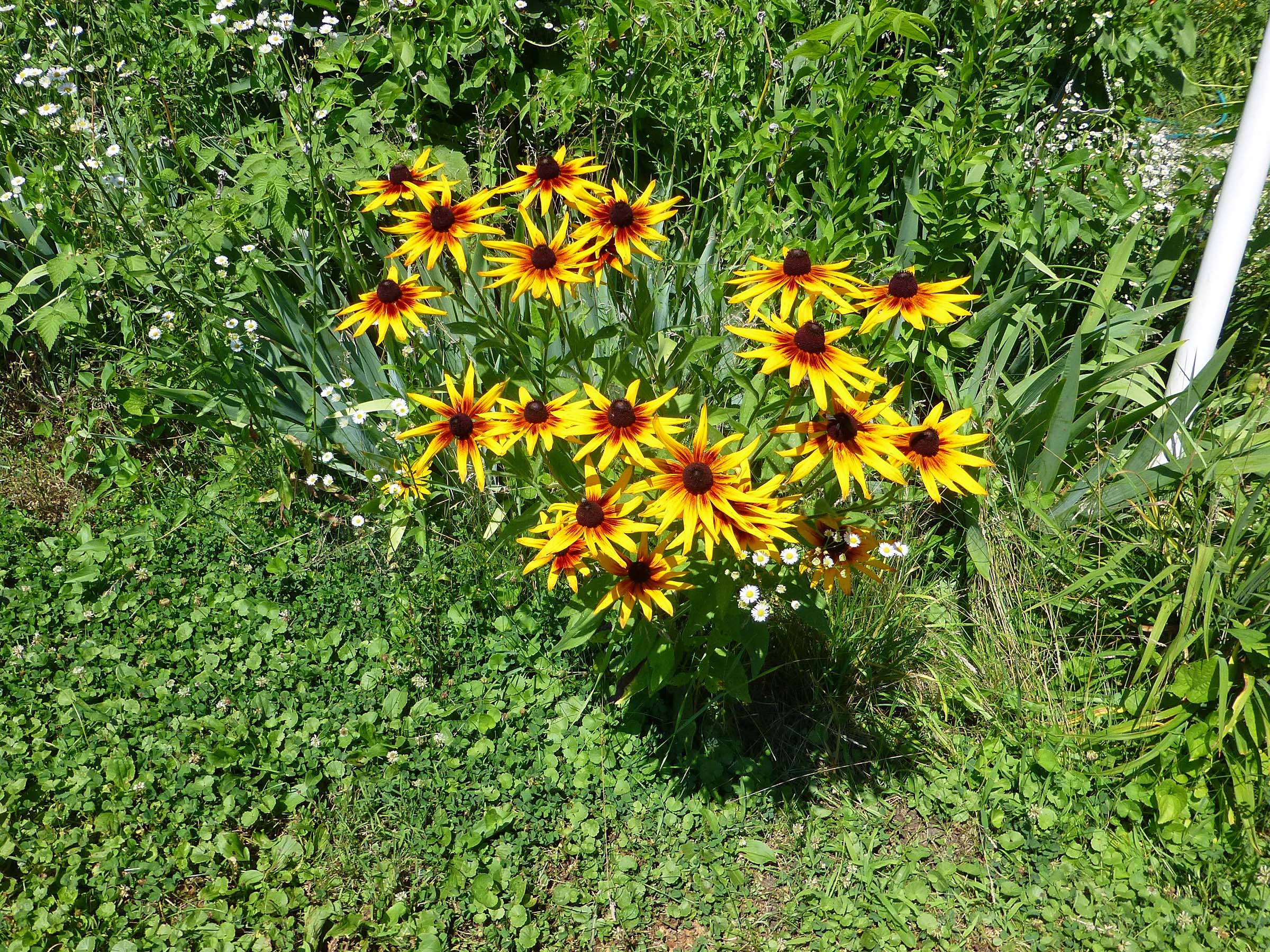 17 Jul Rudbeckia