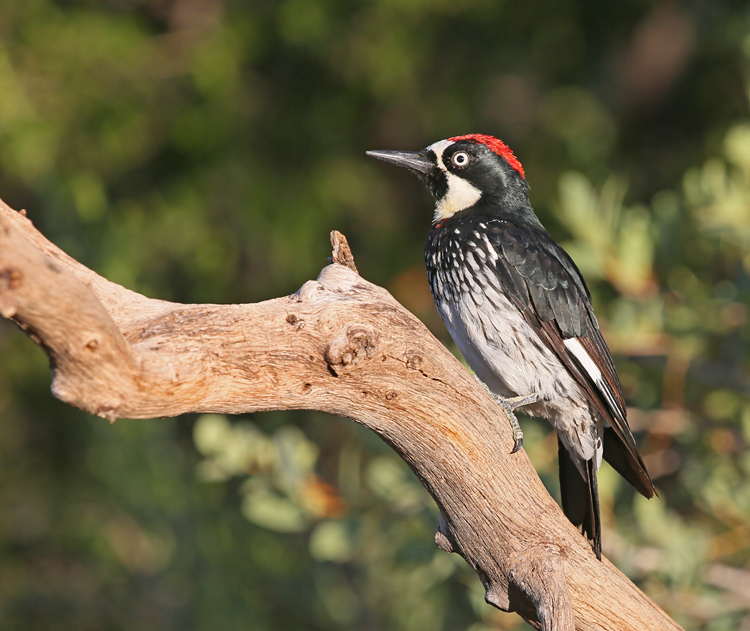 Acorn Woodpecker