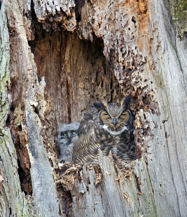 Great Horned Owl